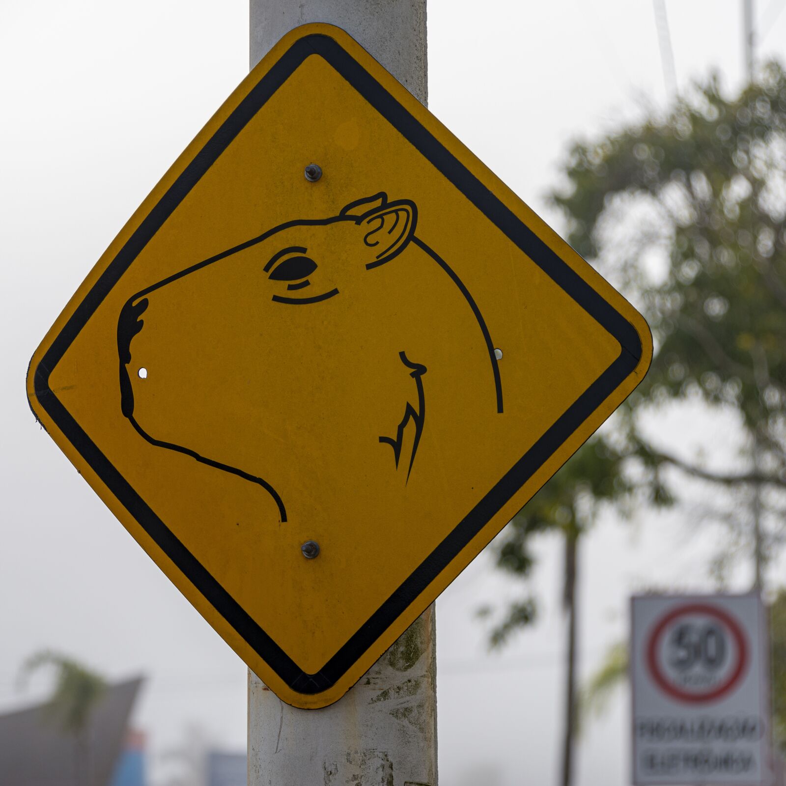 Tamron 28-300mm F3.5-6.3 Di VC PZD sample photo. Capybara, sign, road photography