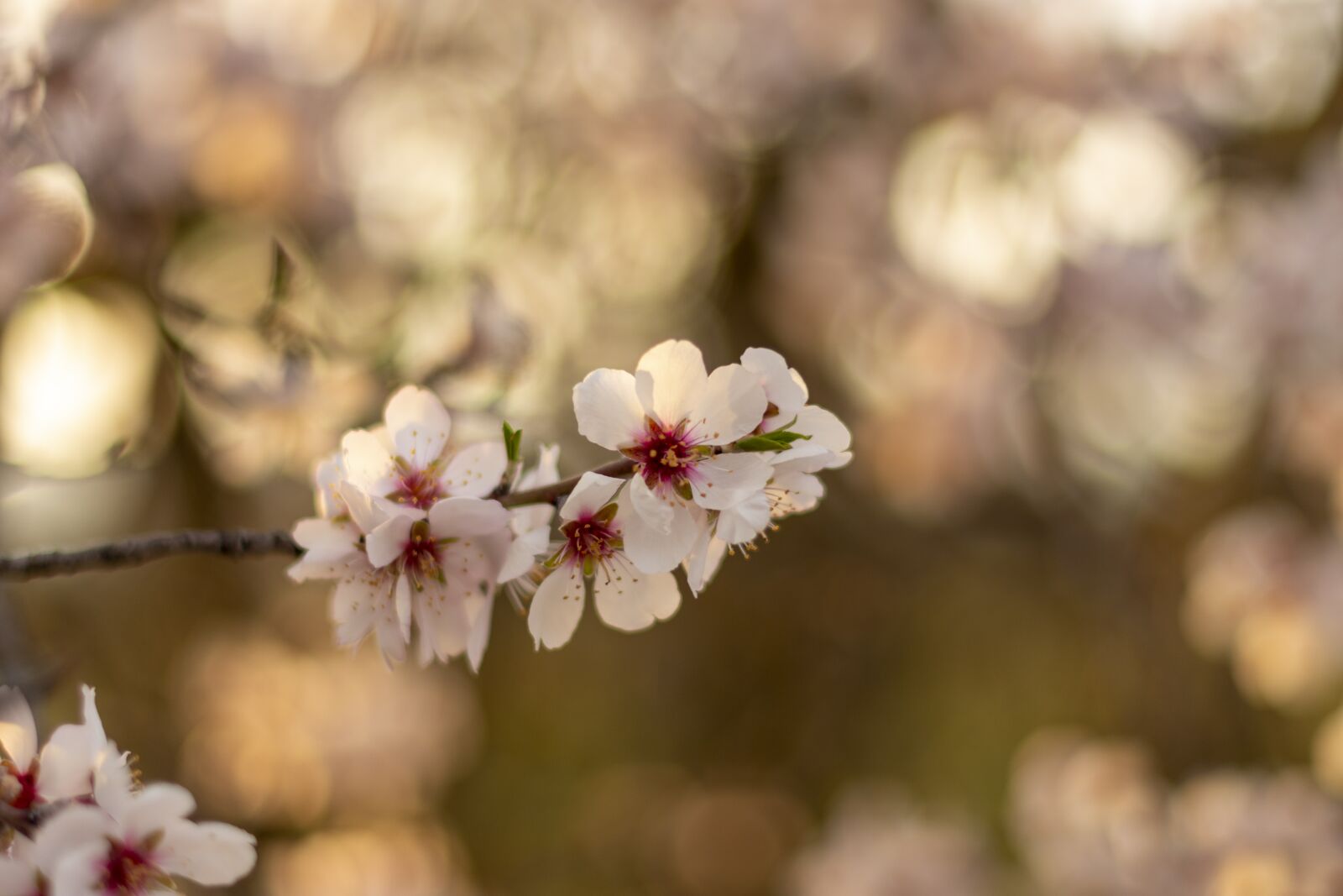 Nikon D7200 sample photo. Sunset, blossom, bloom photography