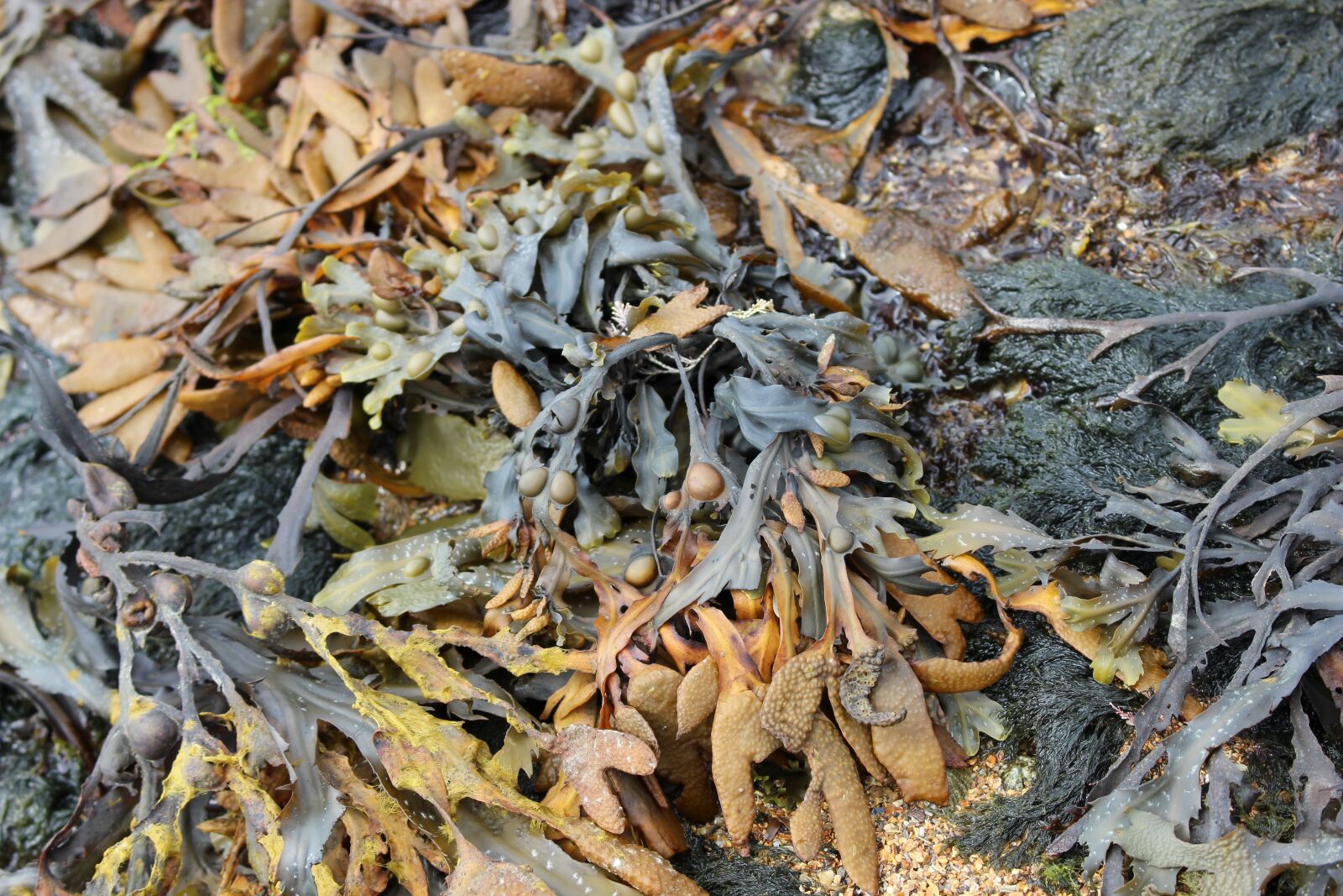 Canon EOS 100D (EOS Rebel SL1 / EOS Kiss X7) sample photo. Seaweed, seaside, rock photography