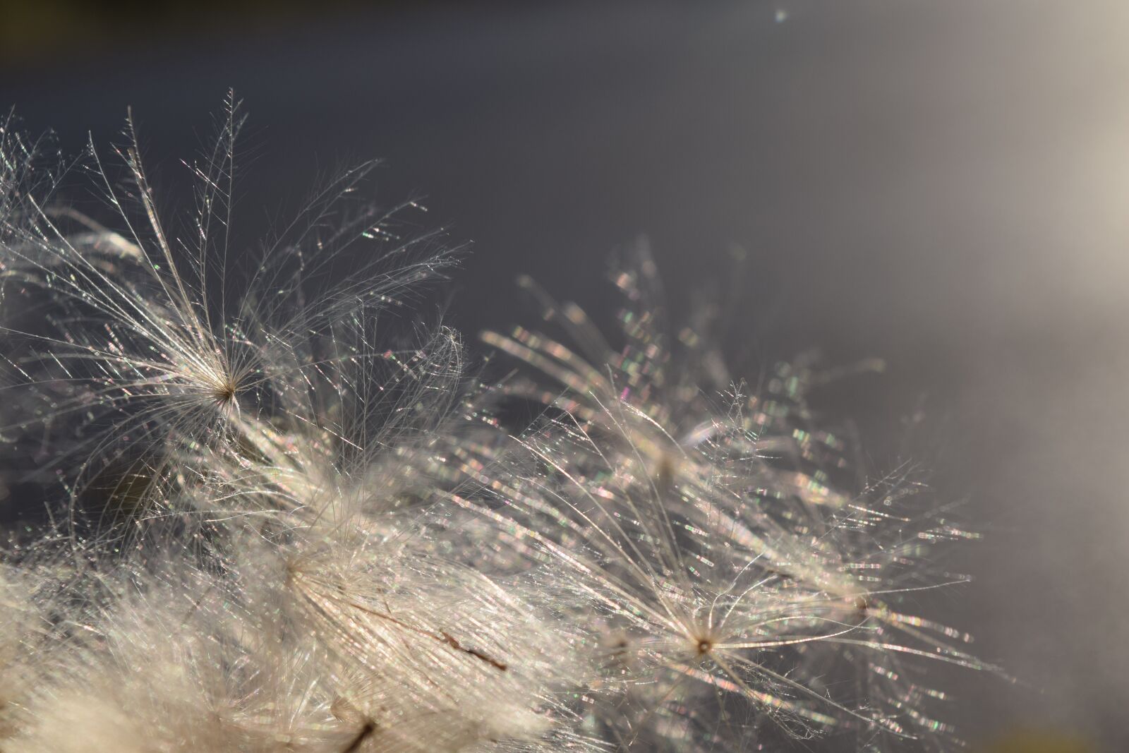 Nikon D3300 sample photo. Flying seeds, backlighting, wind photography