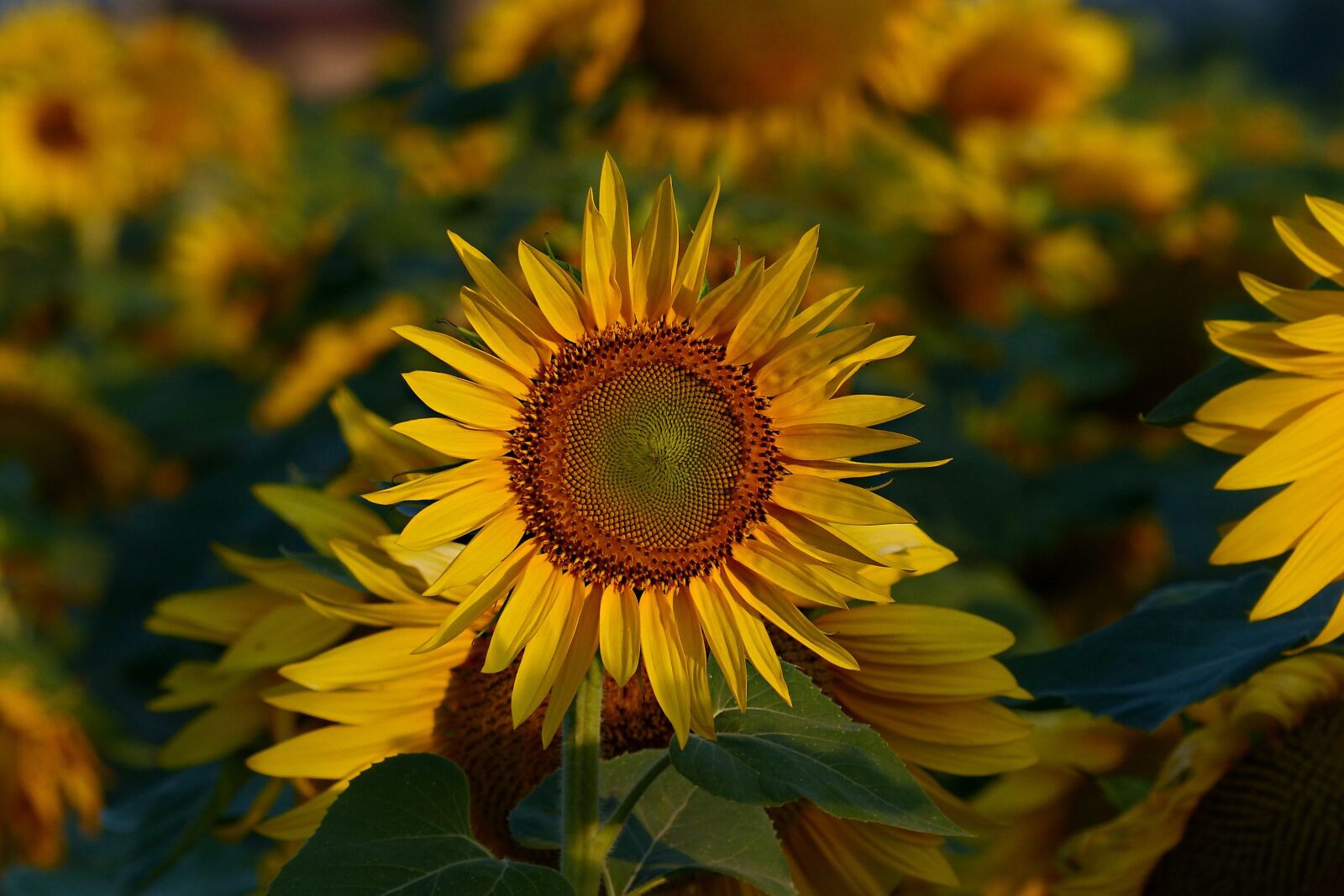 Panasonic Lumix DMC-FZ200 sample photo. Dawn, sunflowers, flower photography