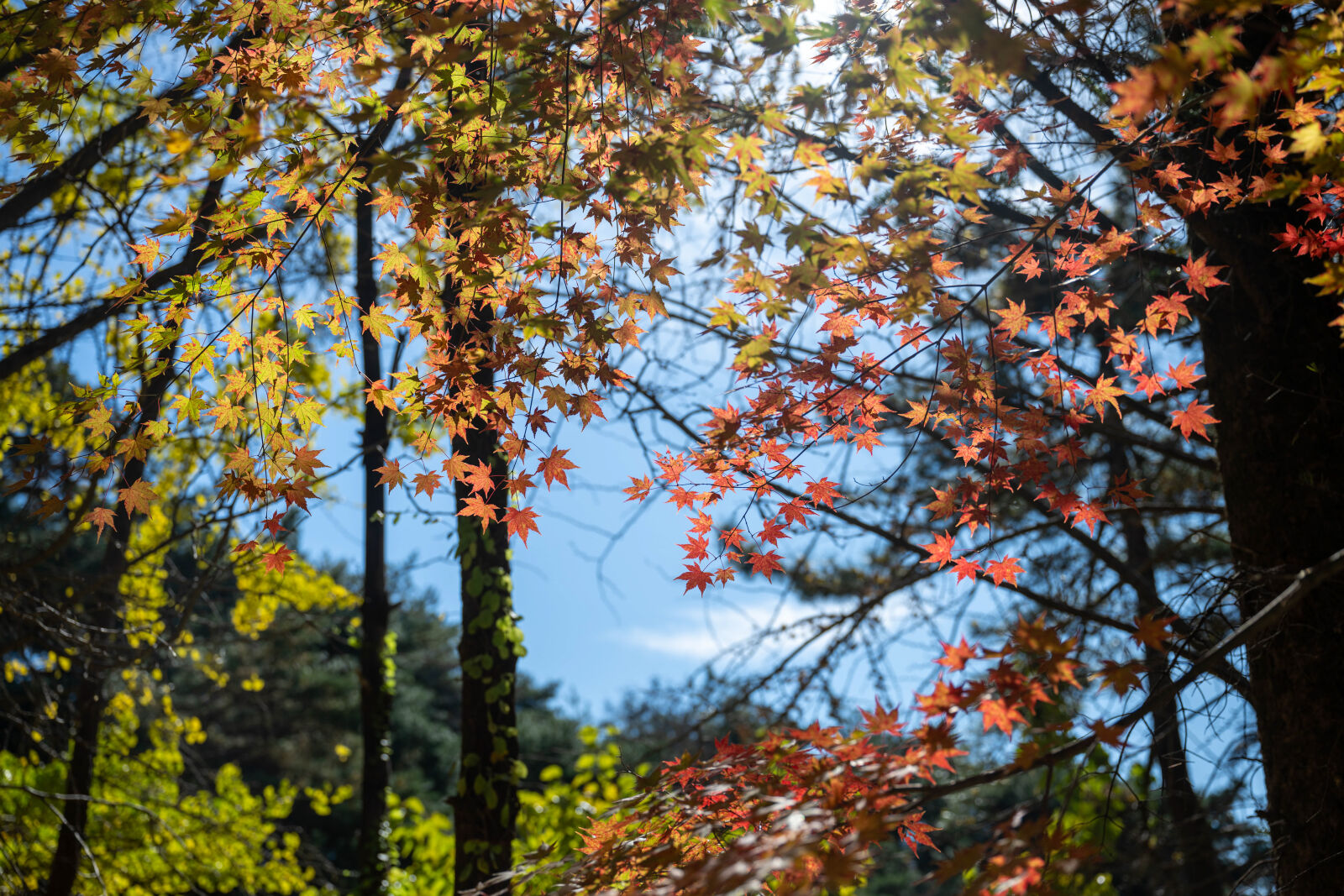 Nikon Nikkor Z 24-70mm F2.8 S sample photo