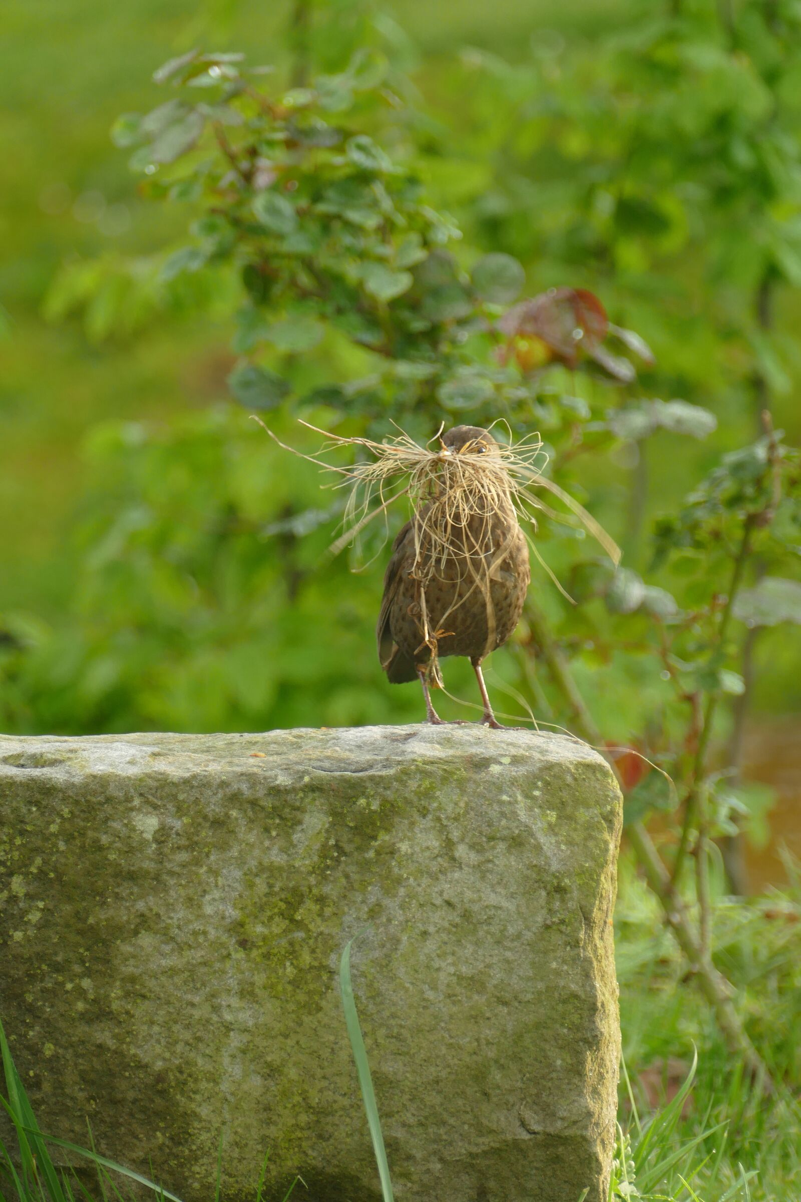 Panasonic Lumix DMC-FZ1000 sample photo. Blackbird, bird, fauna photography