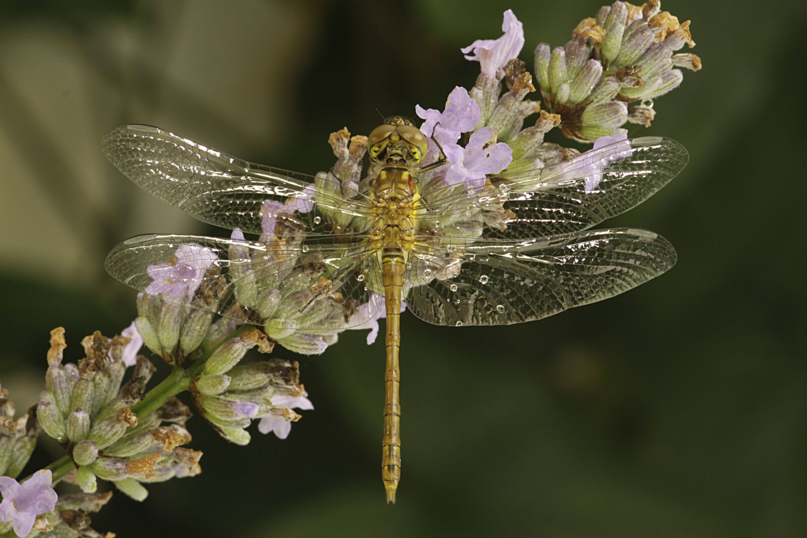 Canon EOS 50D sample photo. Dragonfly, nature, insect photography