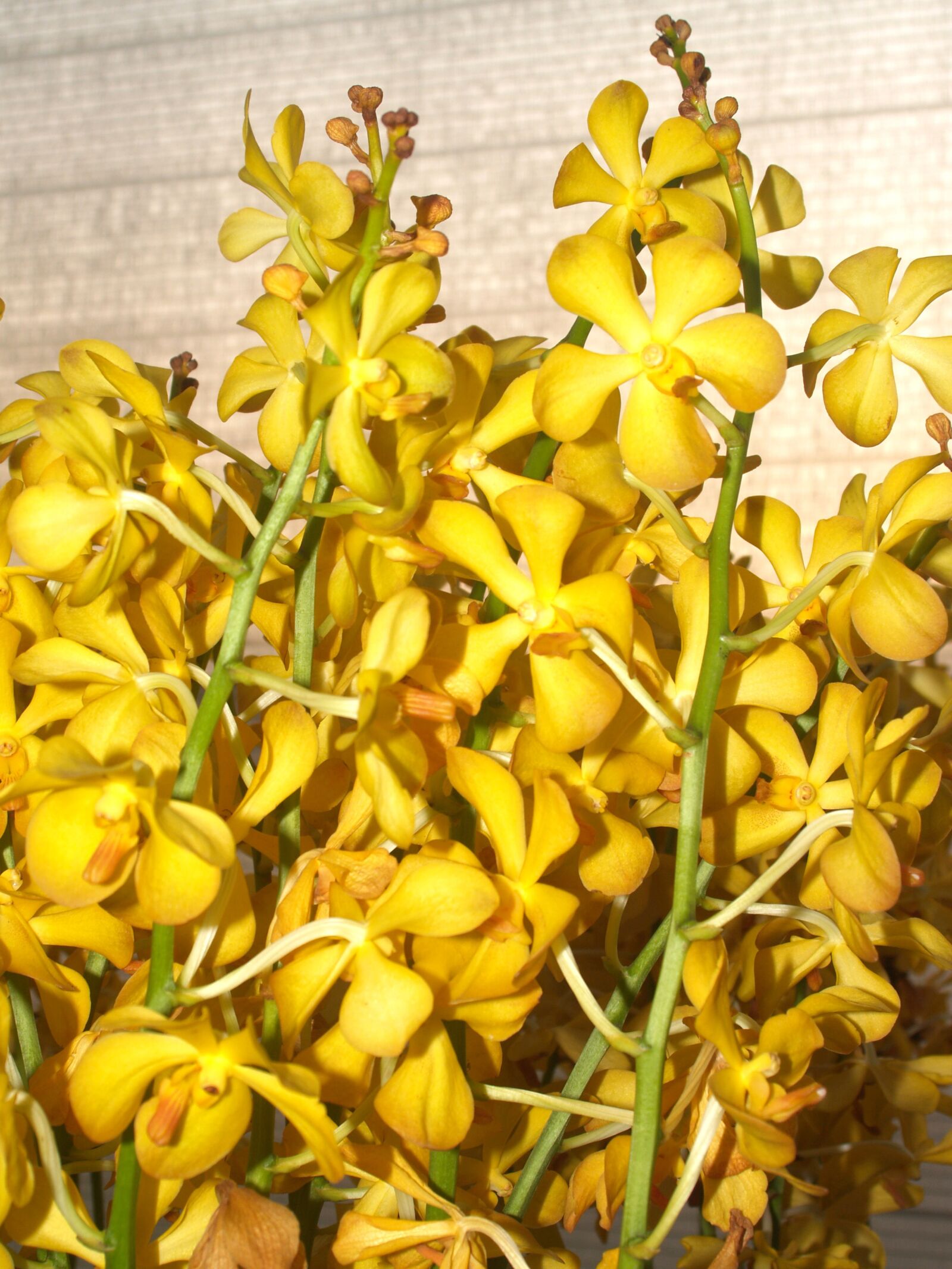 Olympus E-300 (EVOLT E-300) sample photo. Orchid, flower, bright photography