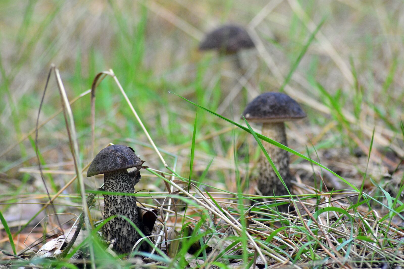 Nikon D3400 sample photo. Mushrooms, nature, forest photography