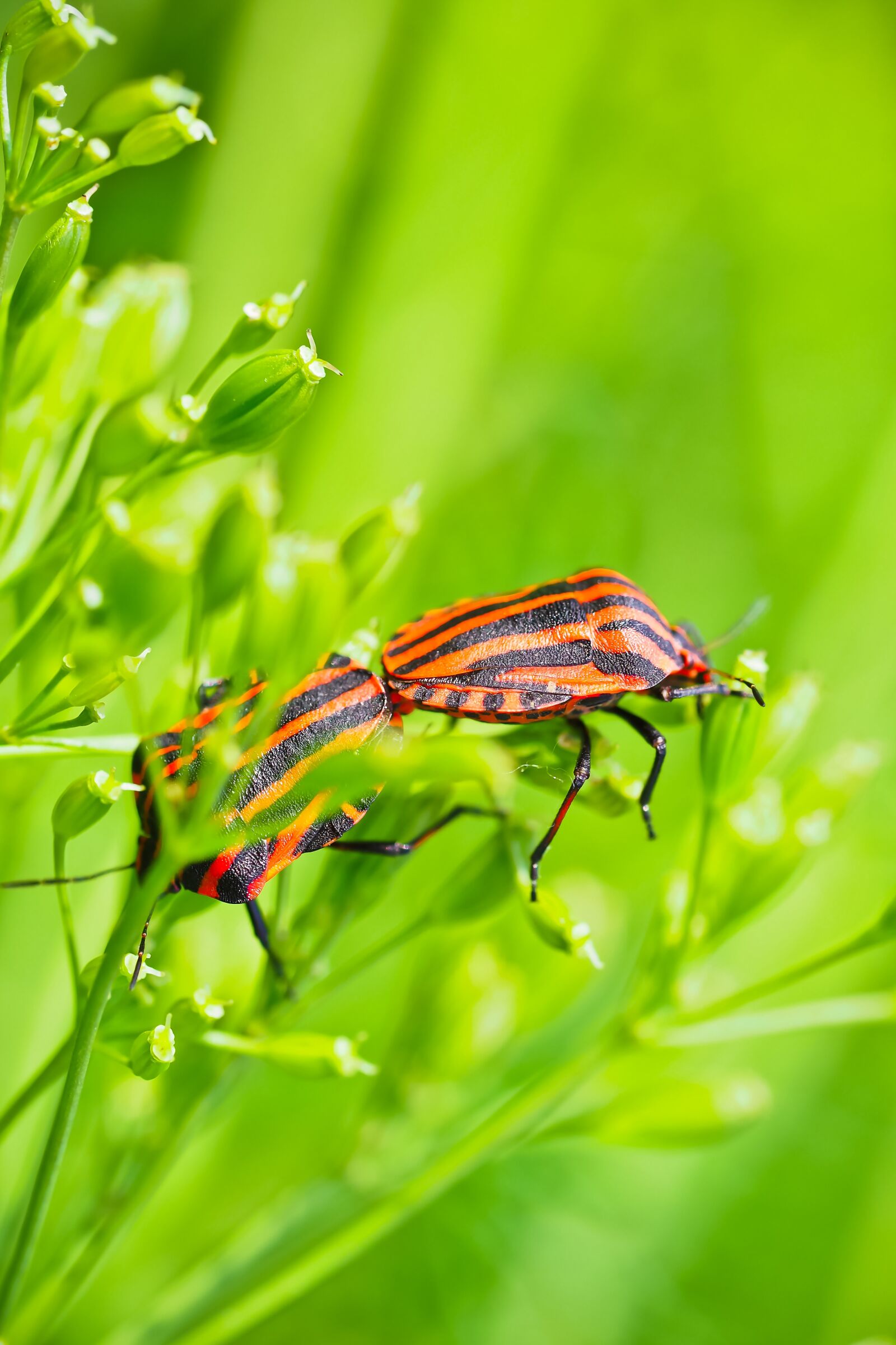Olympus OM-D E-M10 sample photo. Silphidae, insect, beetle photography