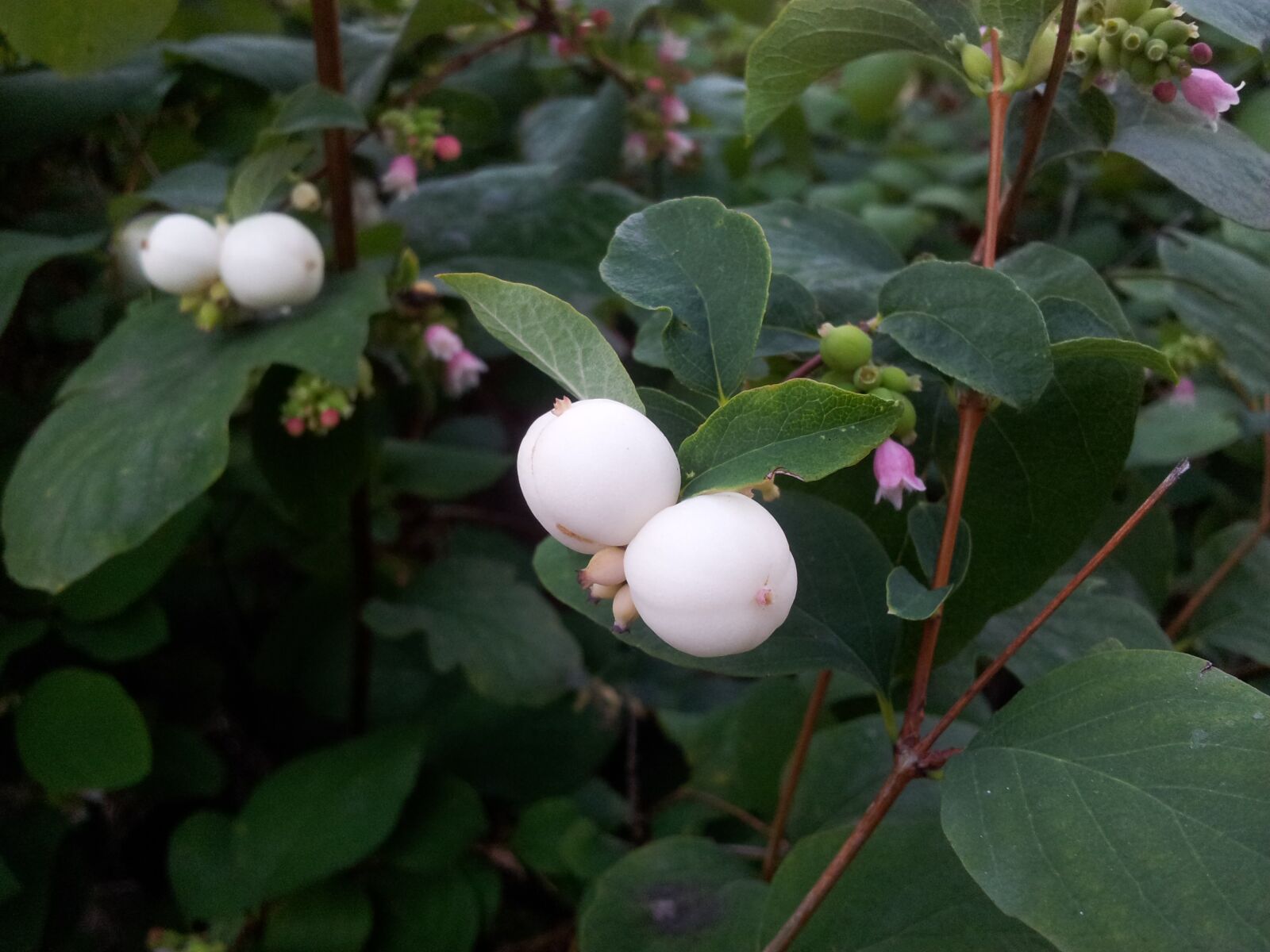 Samsung Galaxy S2 sample photo. White, white berries, sm photography
