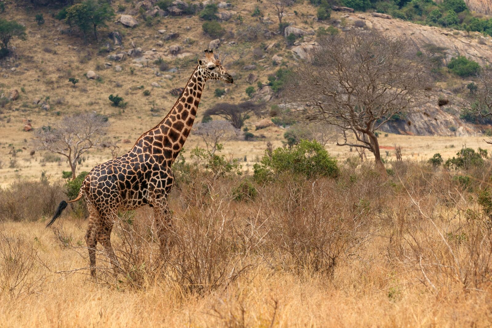 Canon EOS 80D sample photo. Giraffe, africa, kenya photography