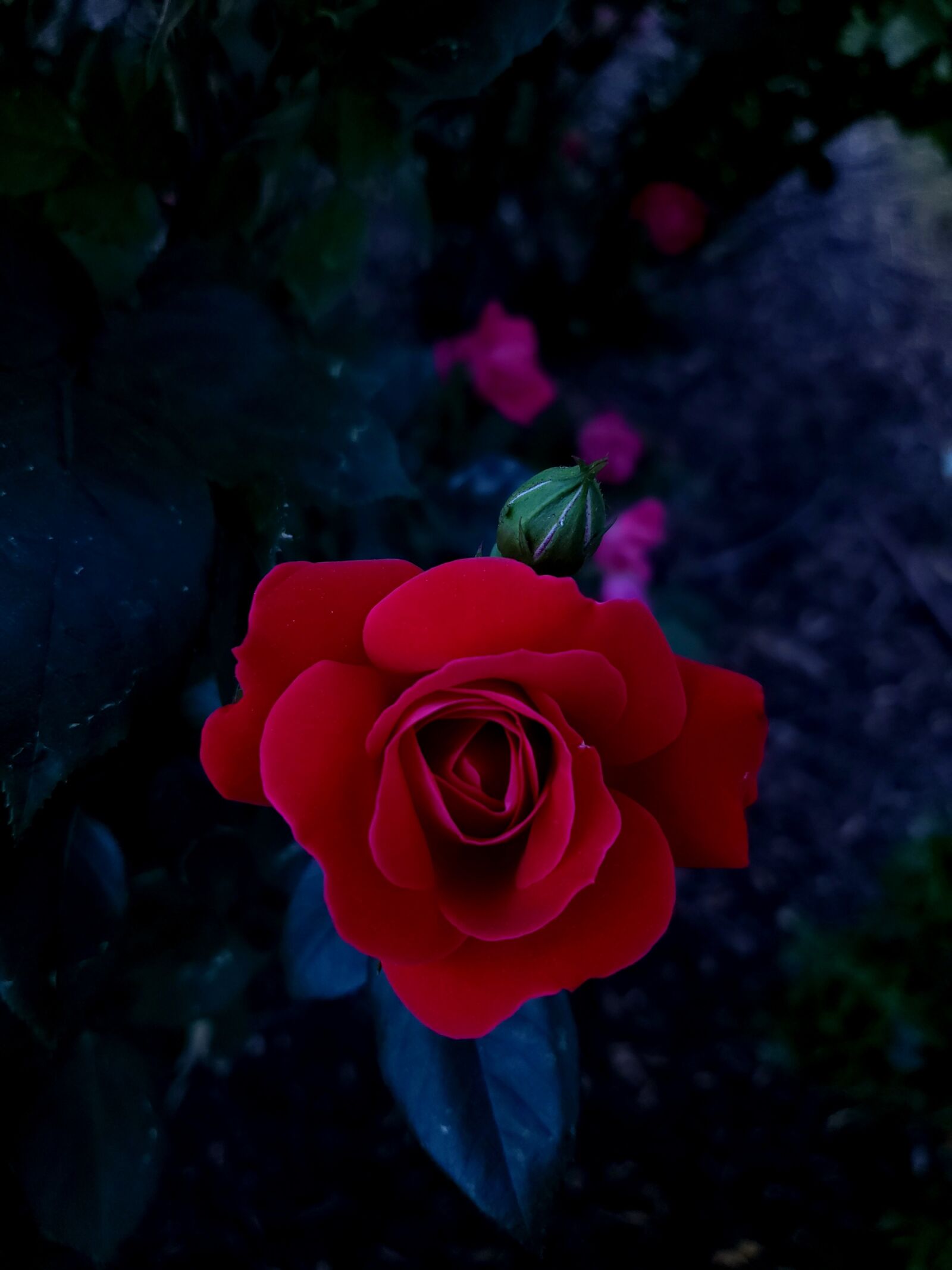 Samsung Galaxy S9+ sample photo. Red, rose, love photography