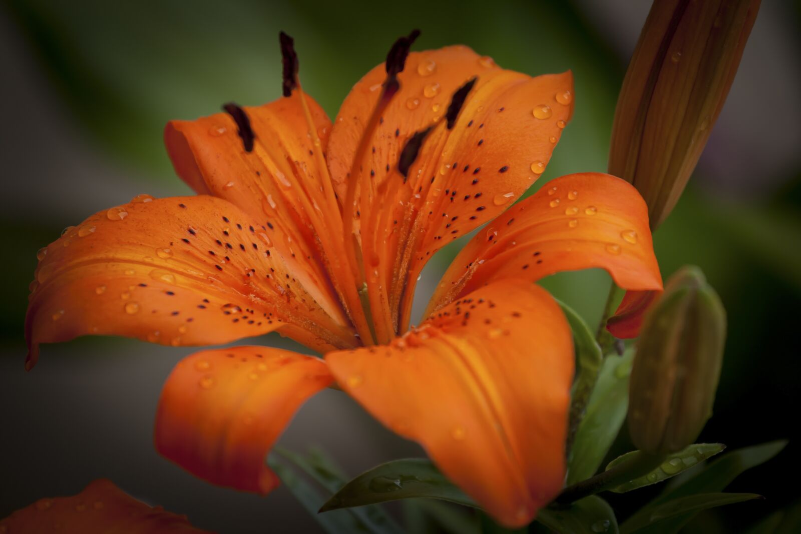 Canon EF 70-200mm F4L USM sample photo. Lily, plant, orange photography