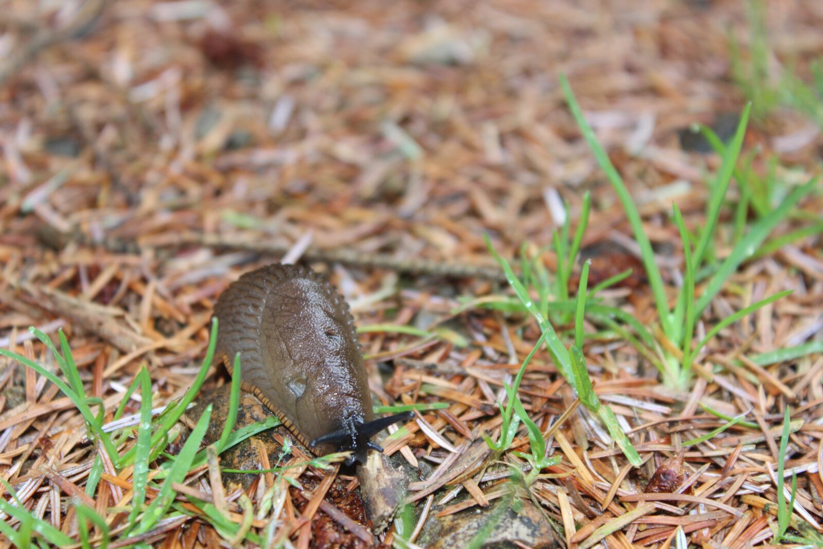 Canon EOS 600D (Rebel EOS T3i / EOS Kiss X5) sample photo. Slug, bug, nature photography