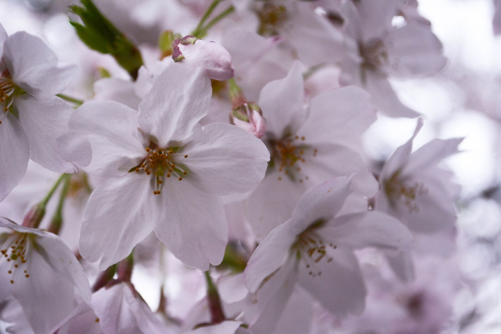 Nikon D5200 sample photo. Cherry blossoms, spring, japan photography