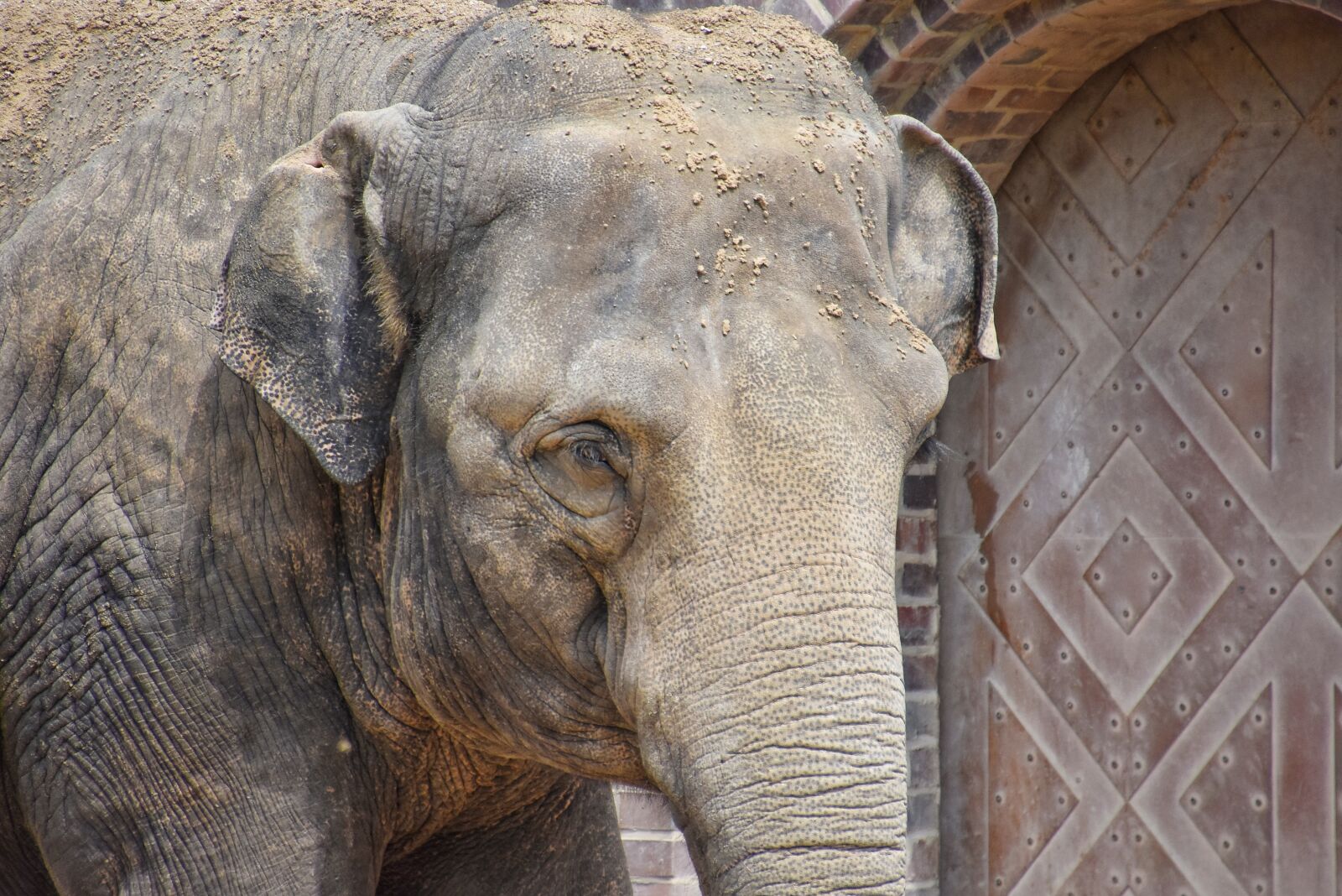 Nikon D3400 sample photo. Elephant, ears, face photography