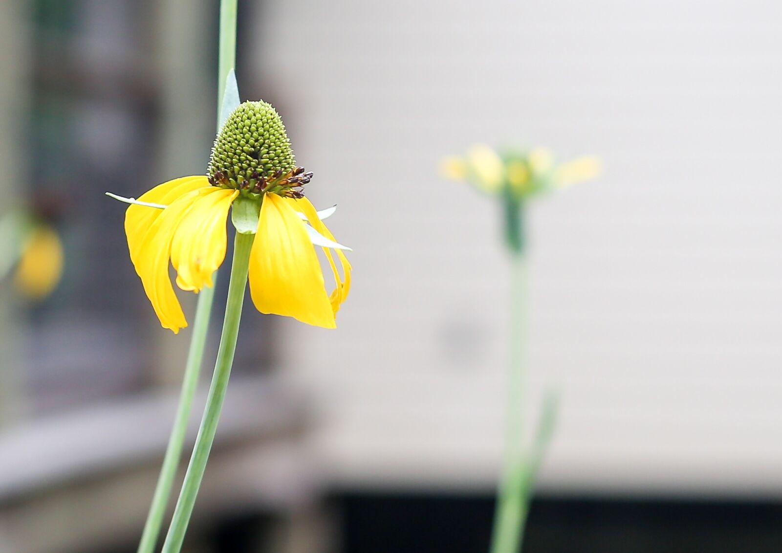 Canon EOS 6D sample photo. Flower, yellow, yellow flowers photography