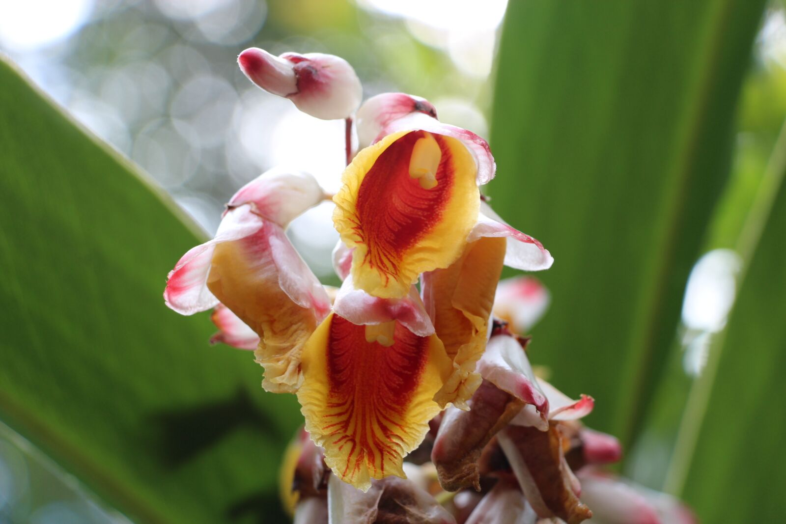 Canon EOS 650D (EOS Rebel T4i / EOS Kiss X6i) sample photo. Flower, linda, exotic photography