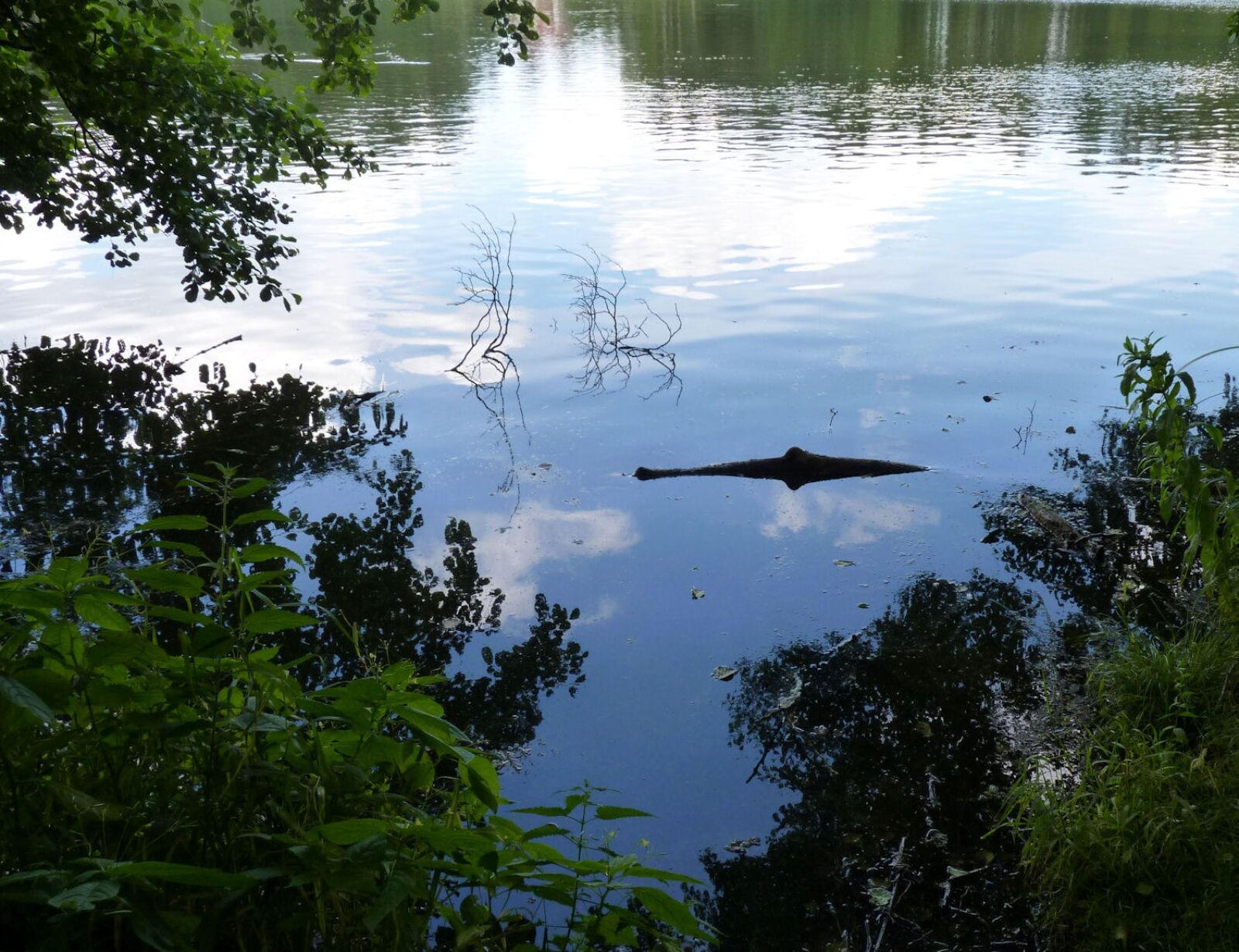 Panasonic Lumix DMC-FZ35 (Lumix DMC-FZ38) sample photo. Lake, crocodile, optical photography
