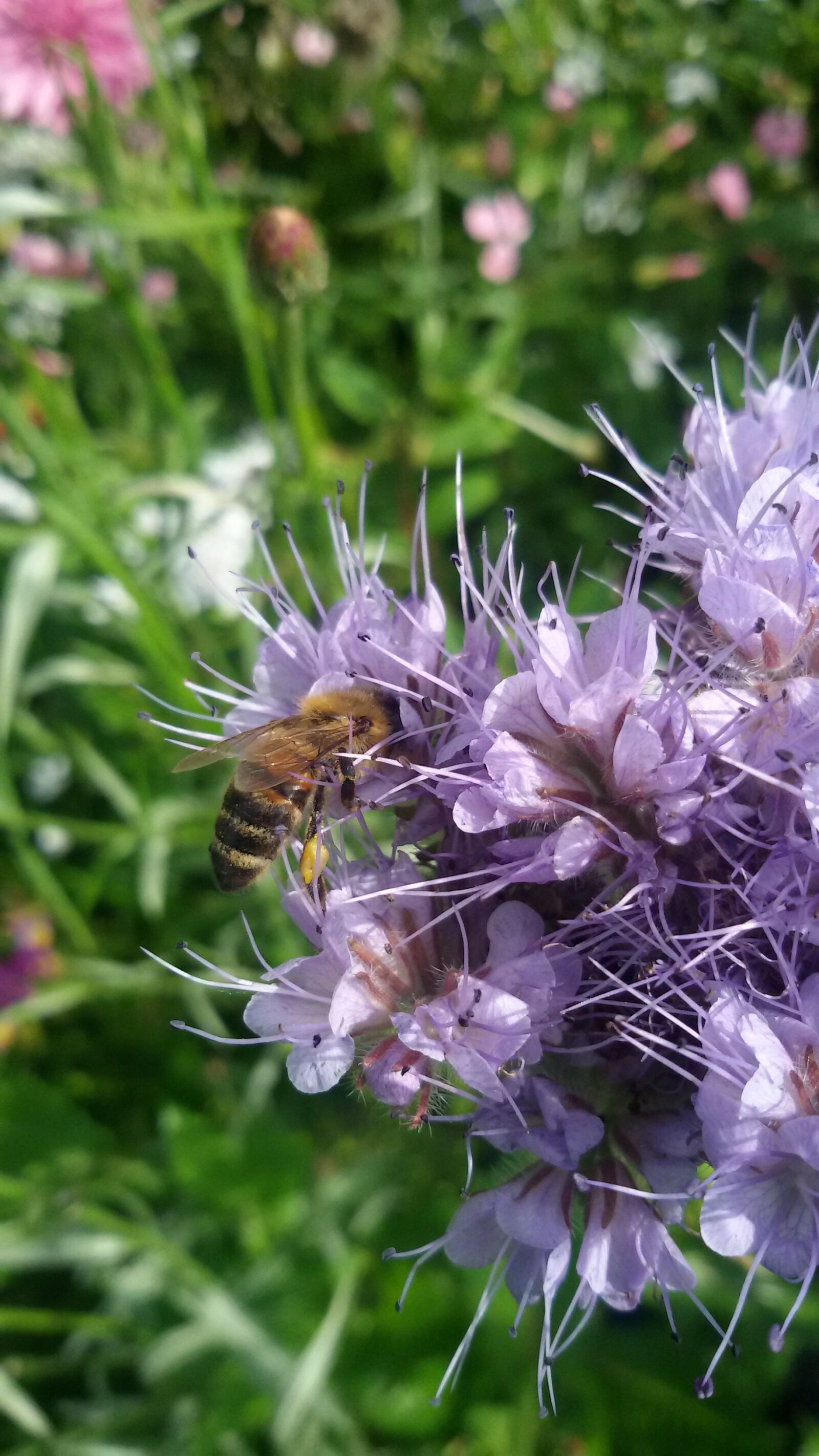 Samsung Galaxy S3 Neo sample photo. Honey bee, flower, nectar photography