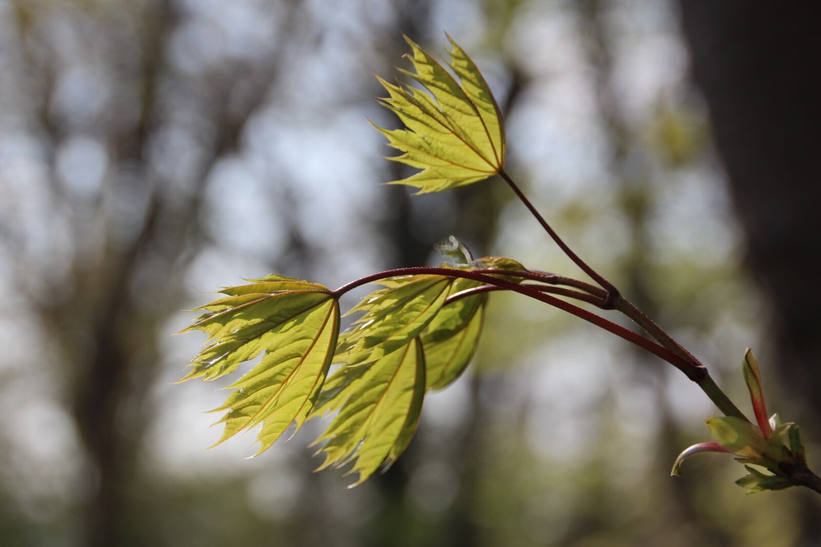 Canon EOS 600D (Rebel EOS T3i / EOS Kiss X5) sample photo. Leaves, nature, leaf photography