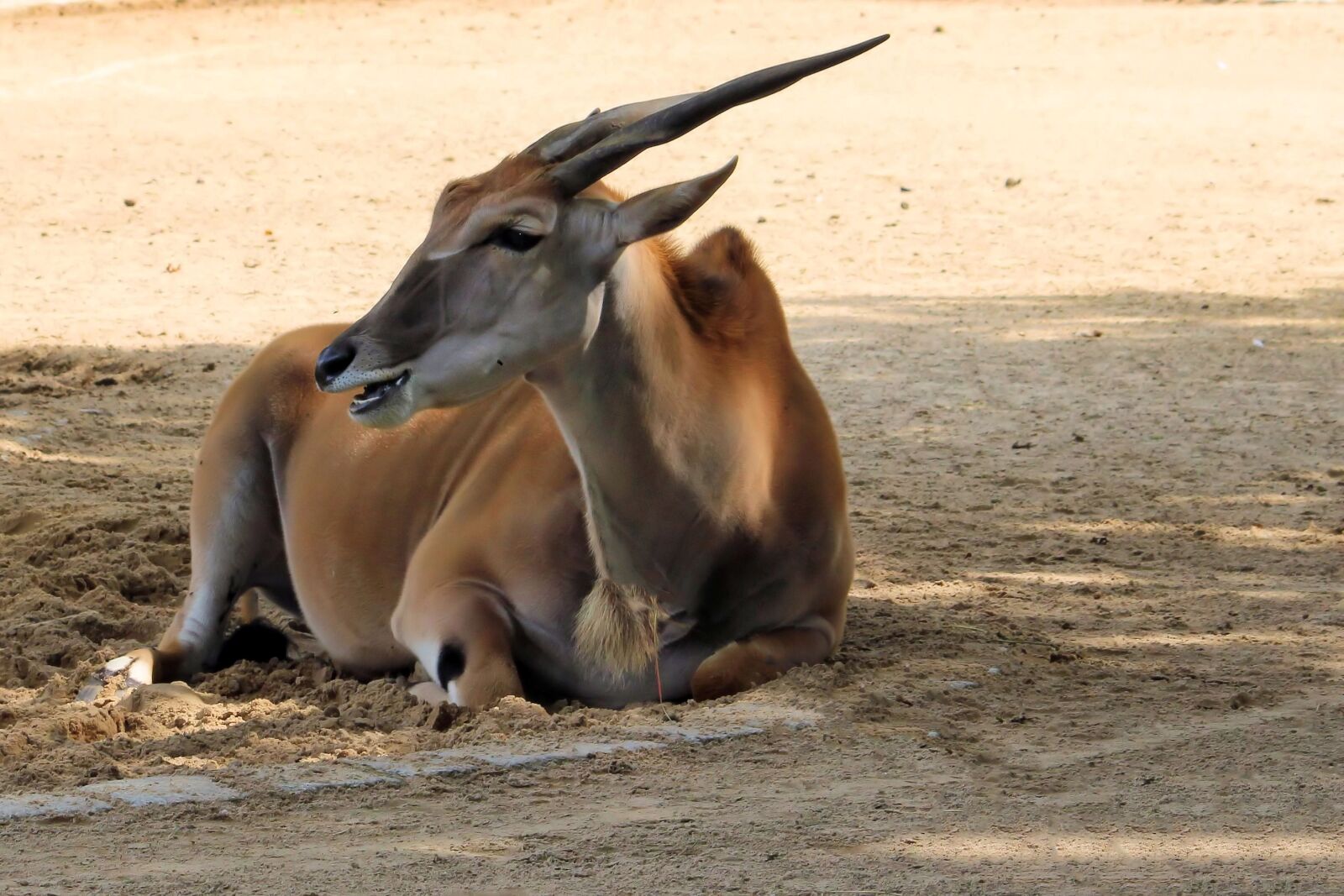 Canon EOS 600D (Rebel EOS T3i / EOS Kiss X5) sample photo. Antelope, animal, wild animal photography