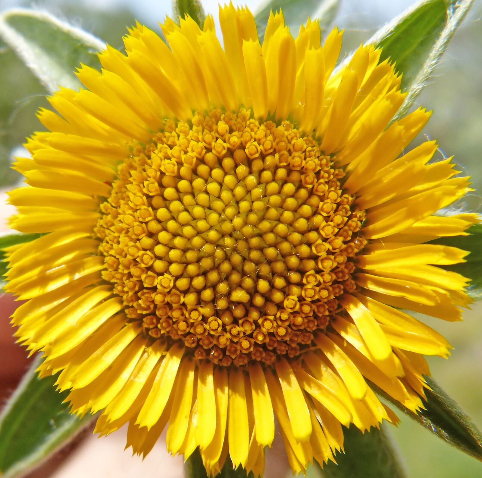 Panasonic DMC-FZ62 sample photo. Wild flower, yellow flower photography
