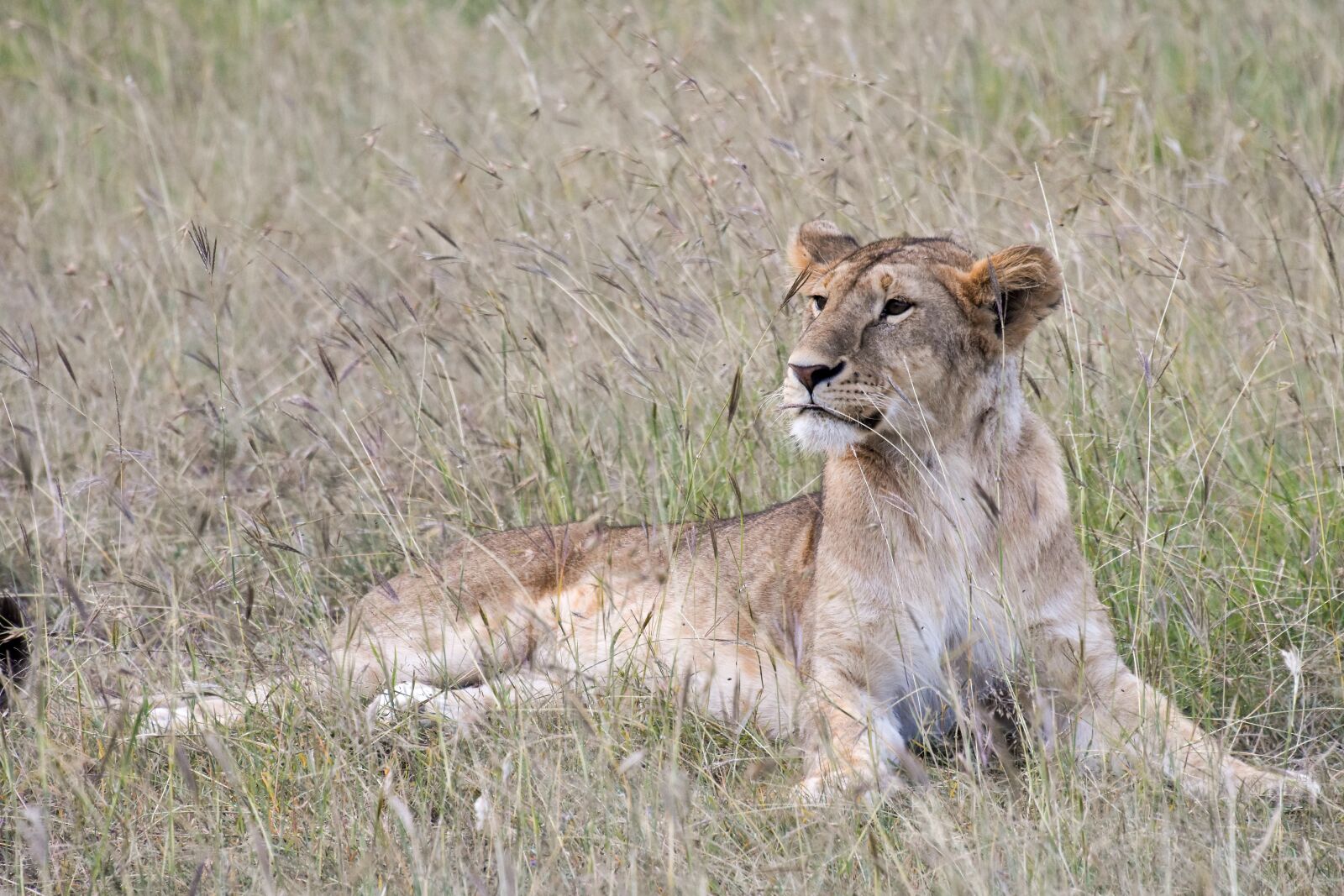 Nikon D7200 sample photo. Animal, big cat, carnivore photography