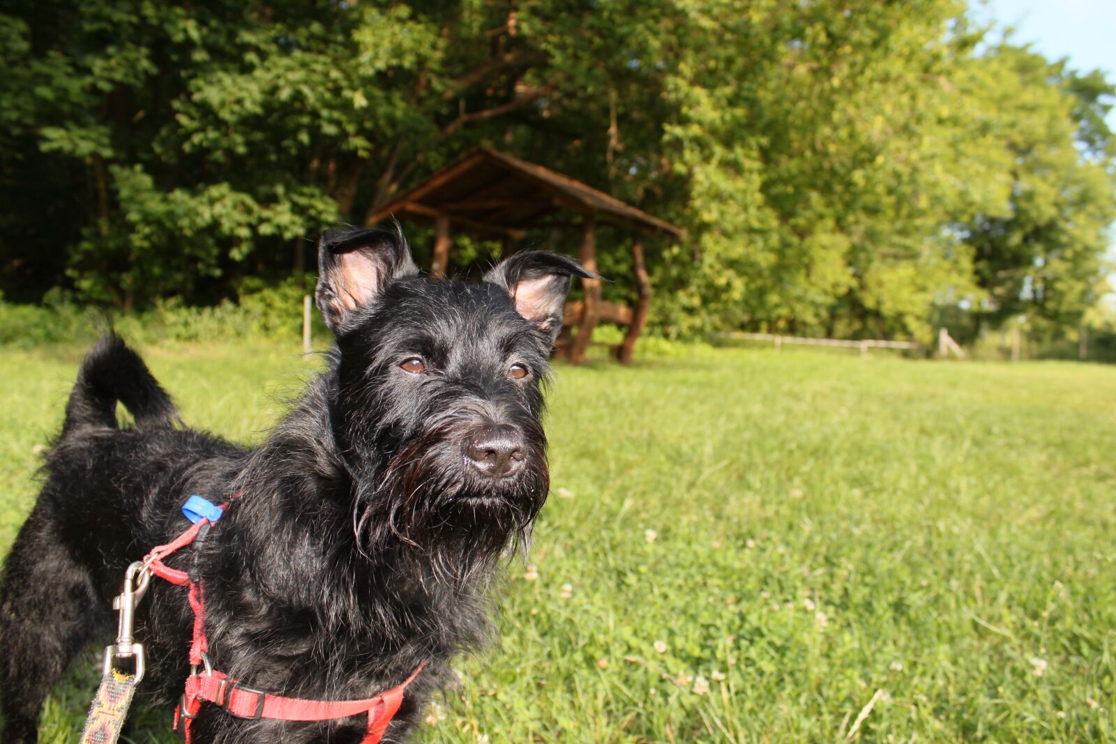Canon EOS 500D (EOS Rebel T1i / EOS Kiss X3) sample photo. Dog, hybrid, portrait photography
