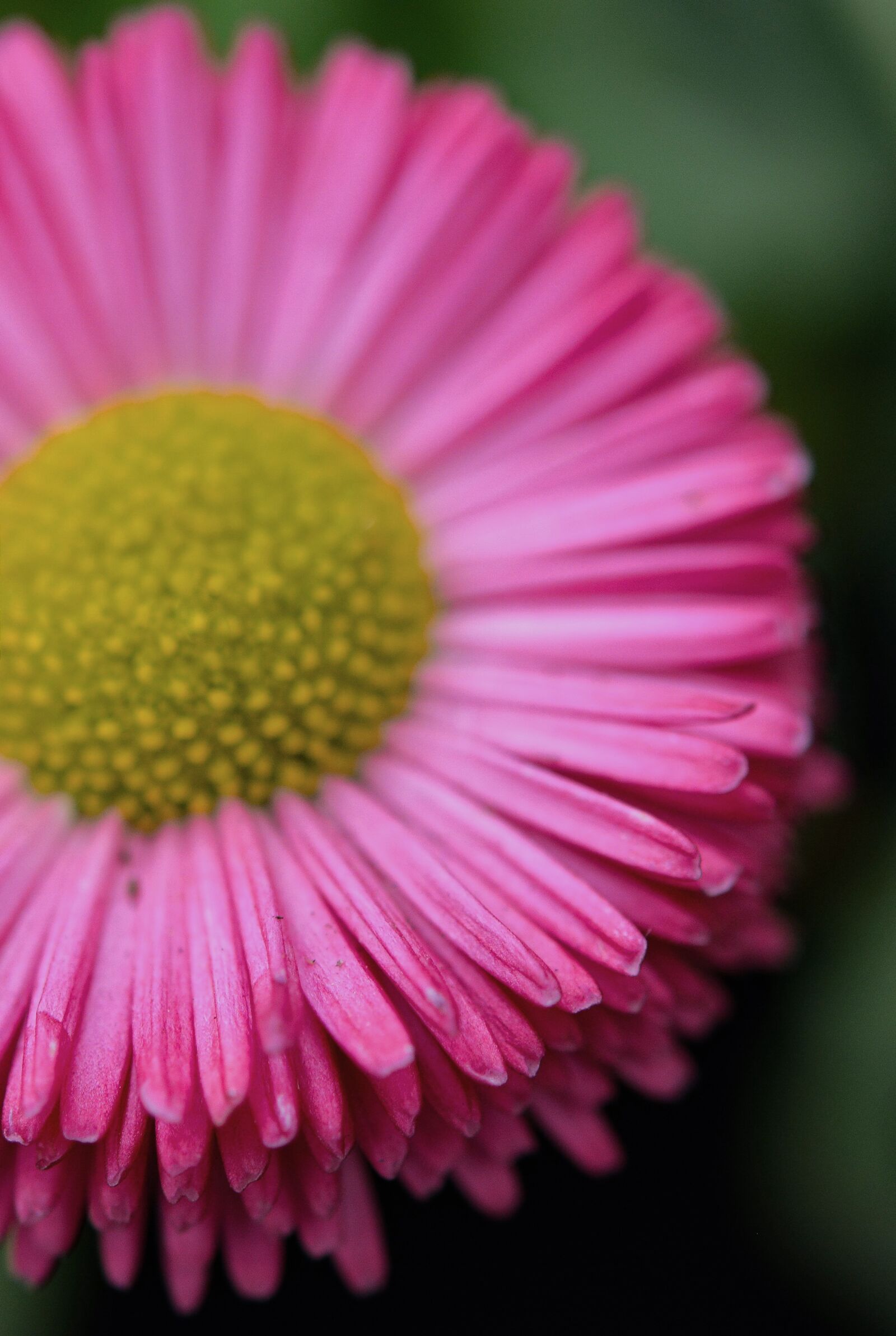 Nikon D5200 sample photo. Flower, nature, plant photography