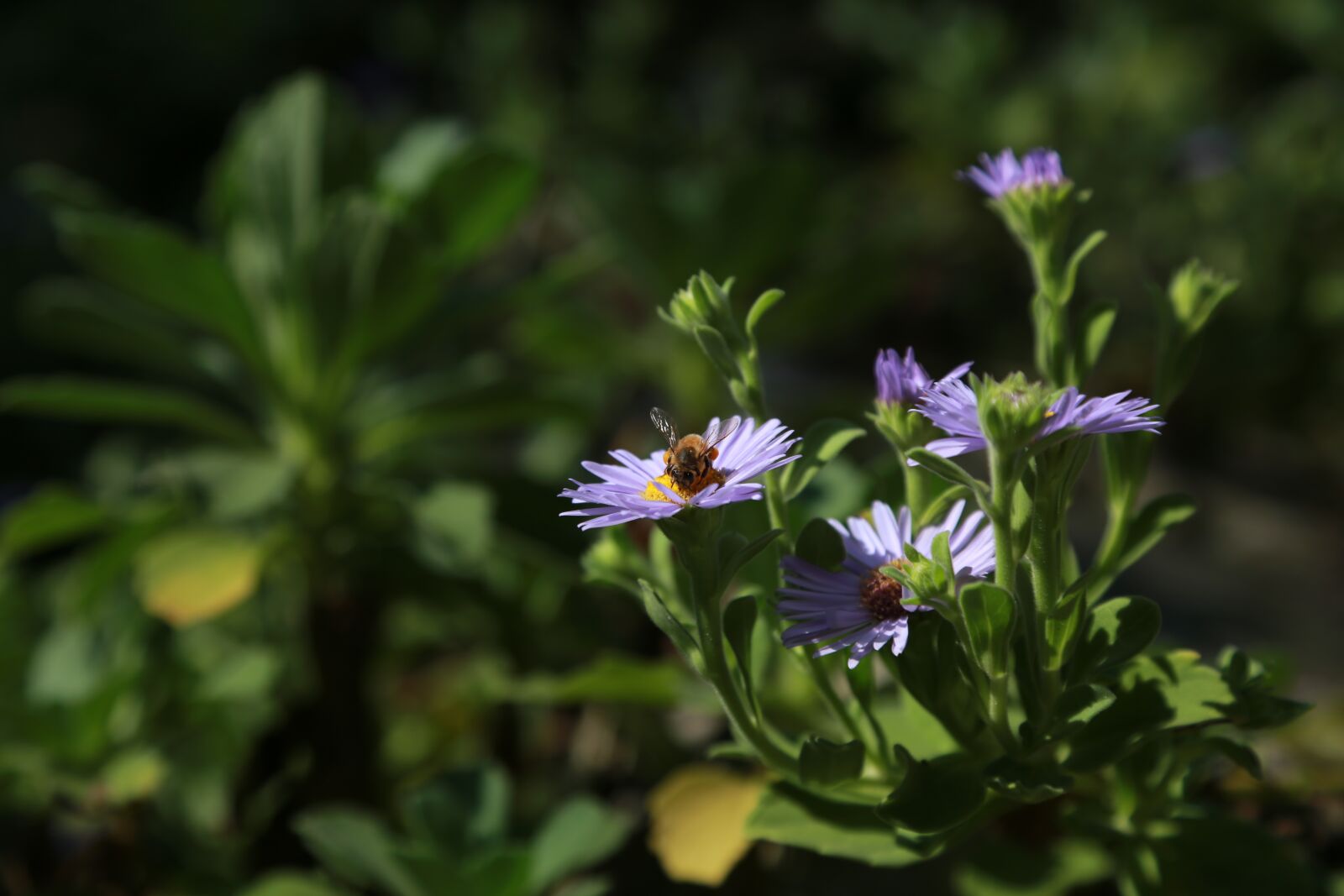 Canon EOS 6D + Canon EF 24-105mm F4L IS USM sample photo. Chrysanthemum, flowers, gujeolcho photography