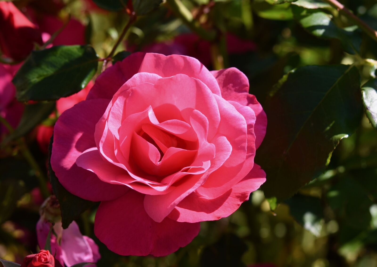 Nikon D5600 sample photo. Flower, pink, rose bud photography