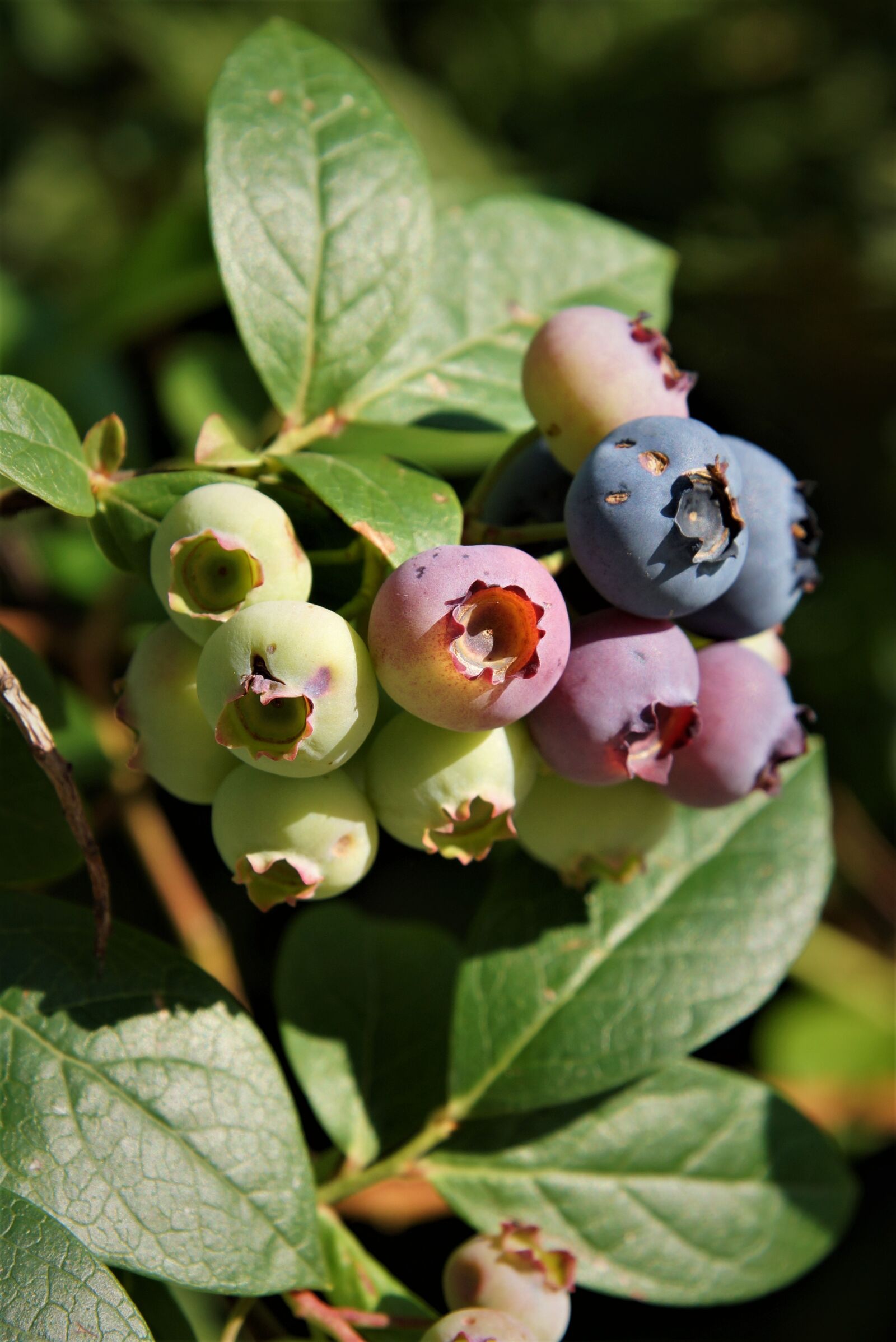 Sony SLT-A65 (SLT-A65V) + 24-70mm F2.8 sample photo. Nature, plant, blueberries photography