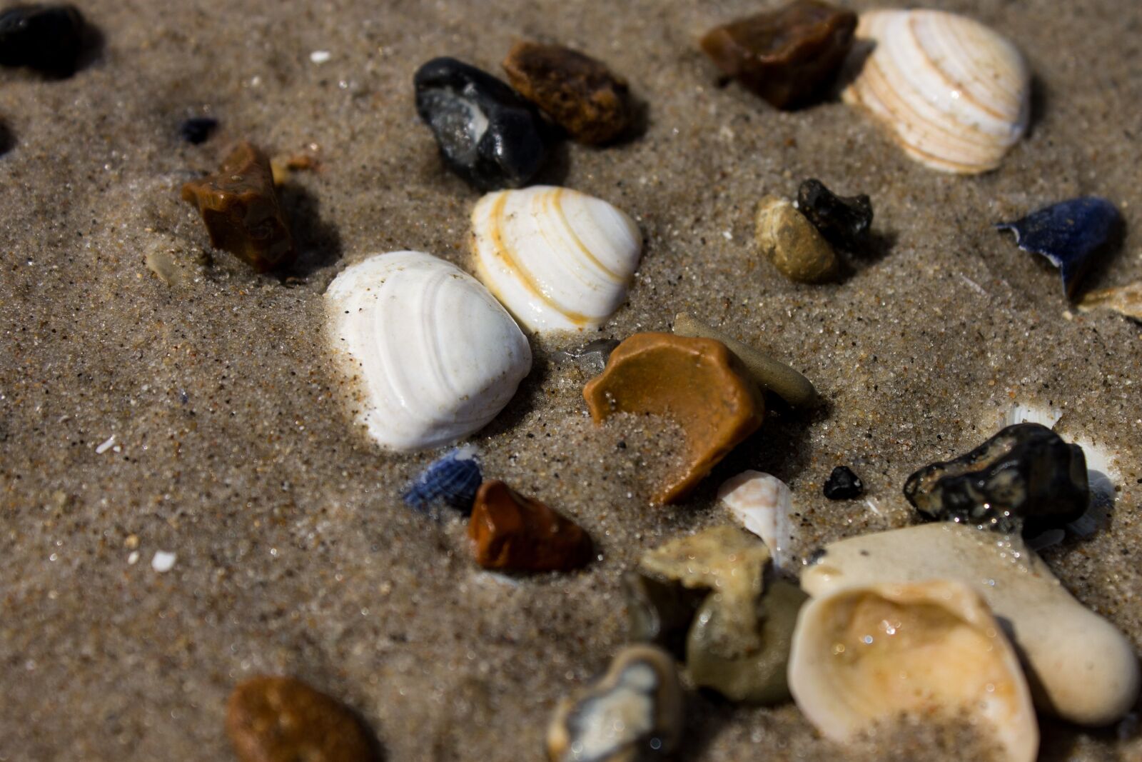 Canon EOS 1100D (EOS Rebel T3 / EOS Kiss X50) sample photo. Mussels, sand, north sea photography
