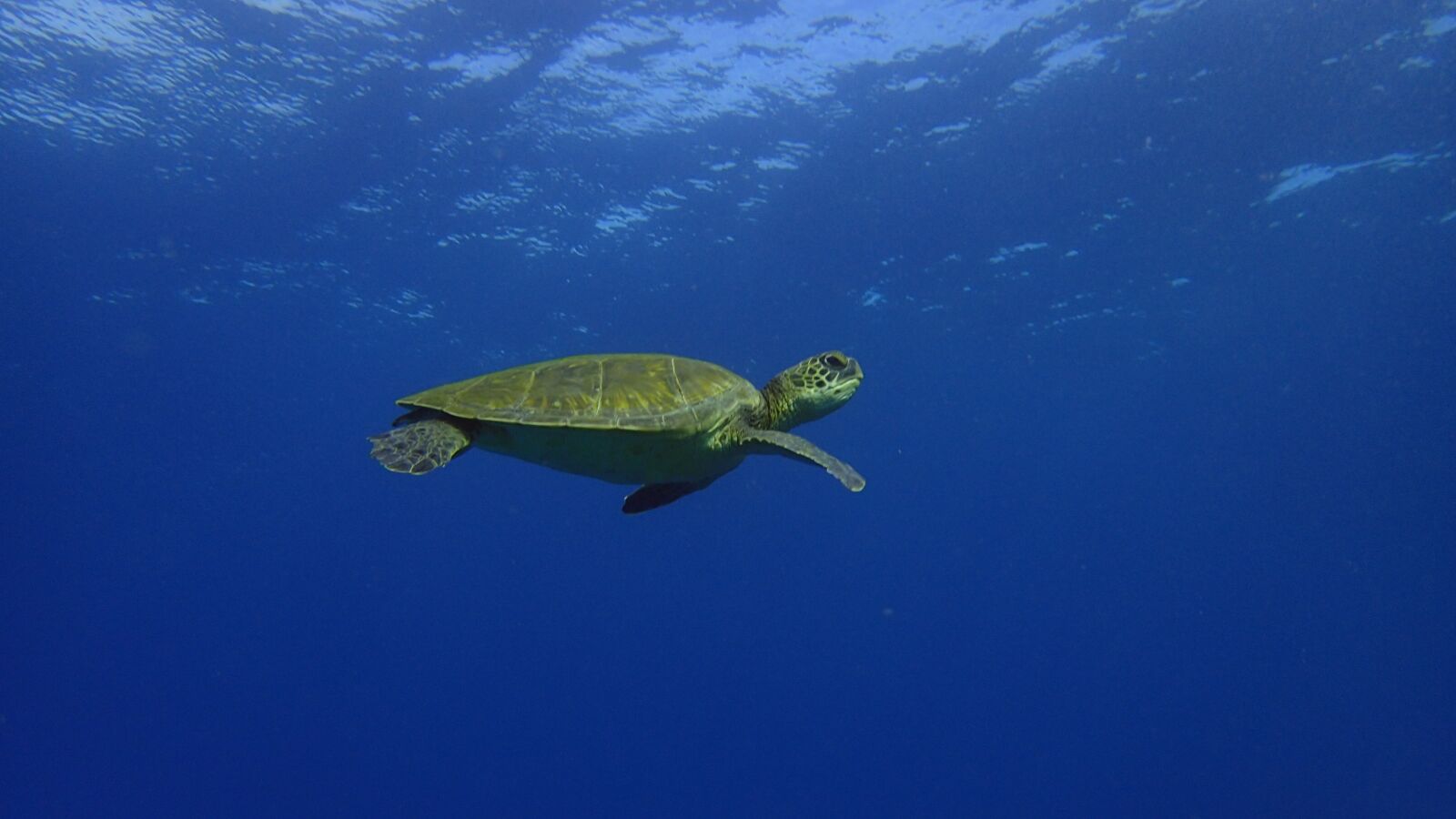 Olympus TG-4 sample photo. Turtle, pacific, hawaii photography