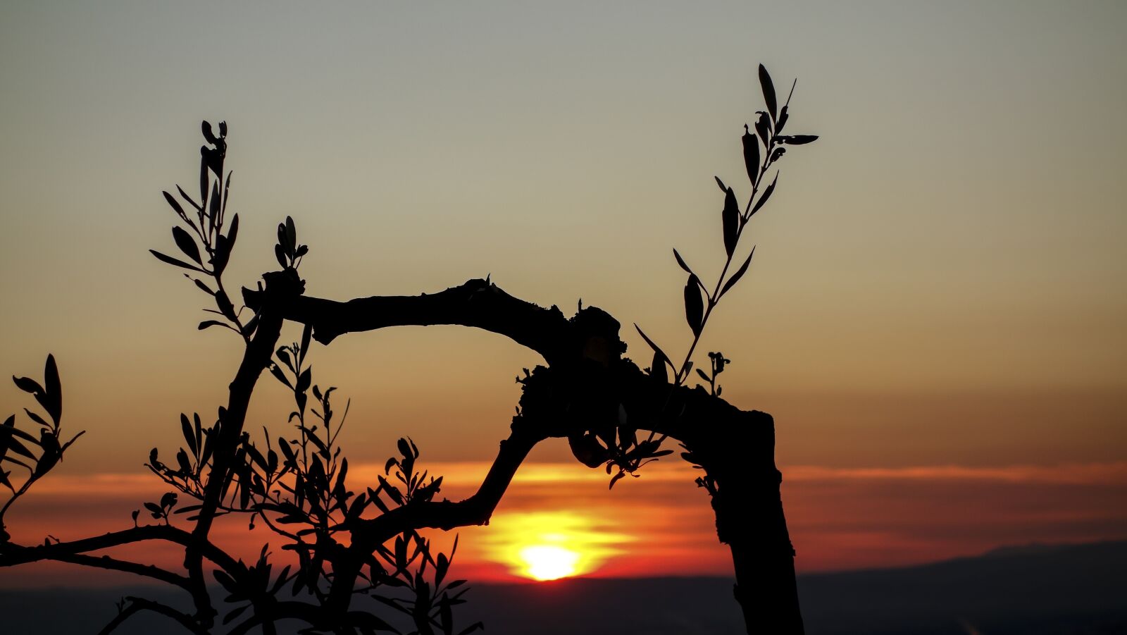 Sony Cyber-shot DSC-RX100 sample photo. Sunset, olive tree, branches photography