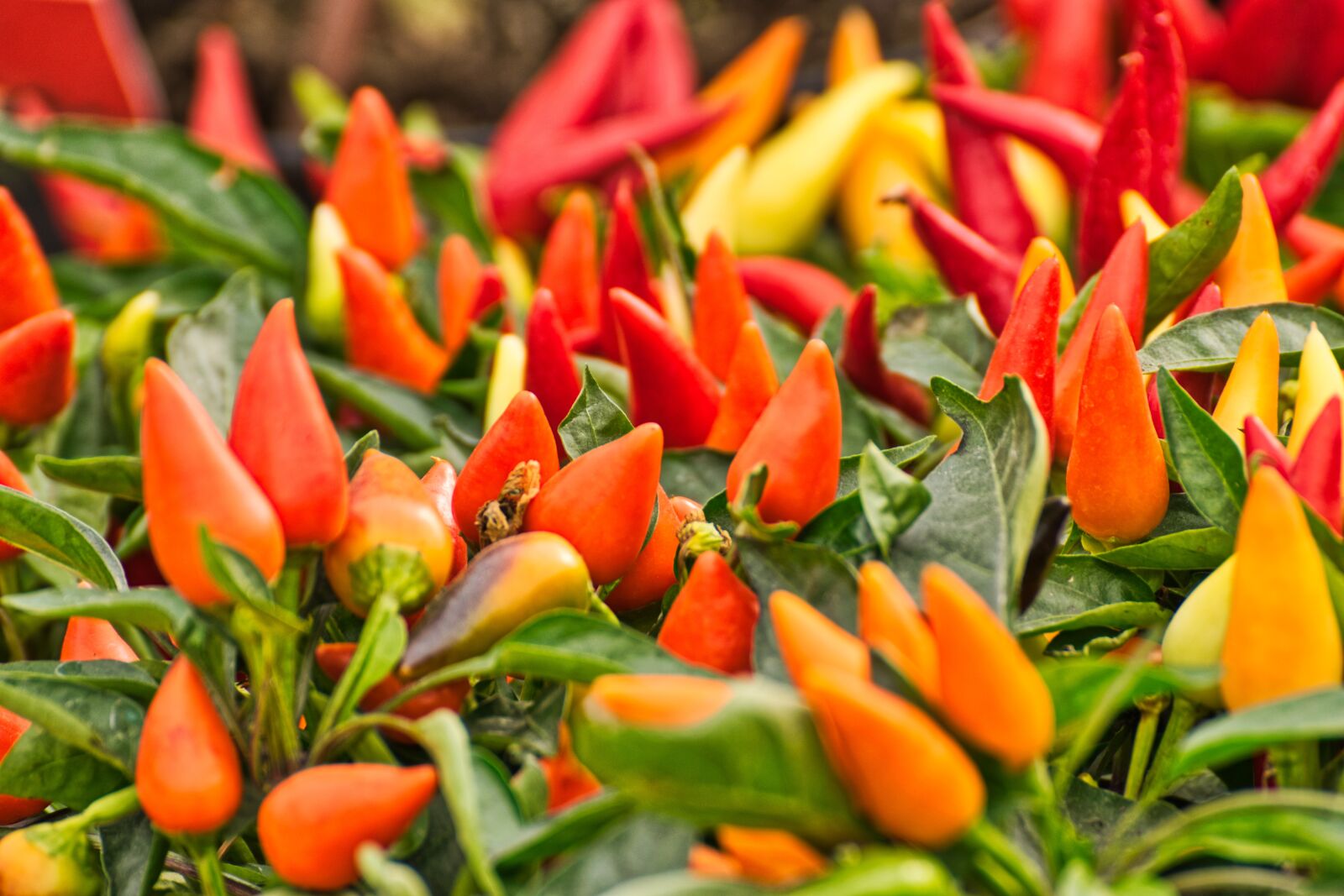 Nikon D5300 sample photo. Vegetables, paprika, green photography