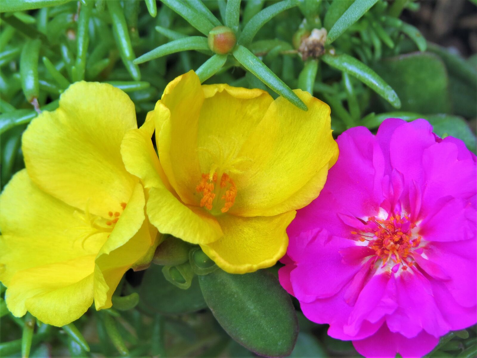 Canon PowerShot SX50 HS sample photo. Flowers, garden, yellow photography