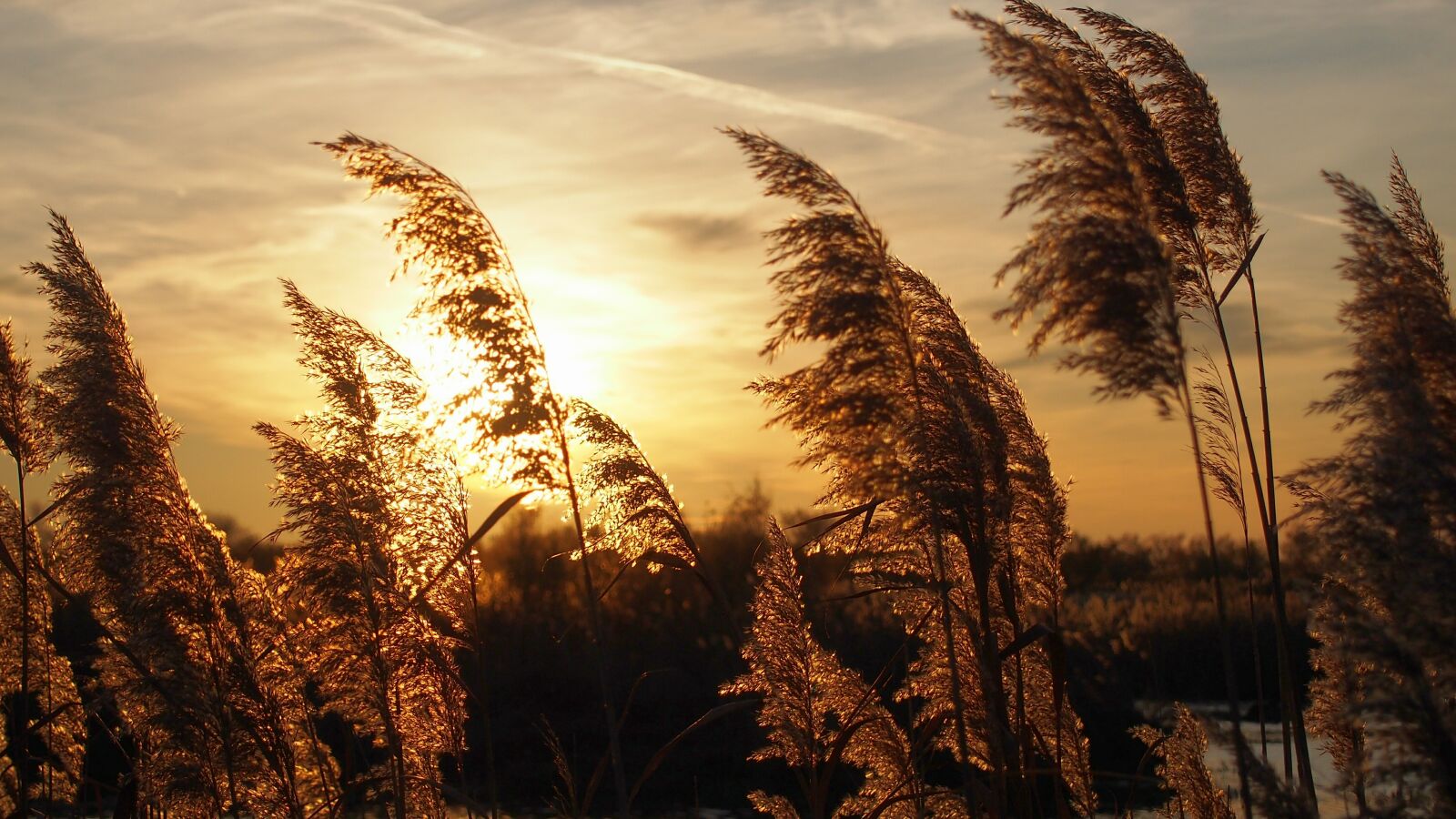 Olympus PEN E-PL6 sample photo. Sunset, reeds, light photography
