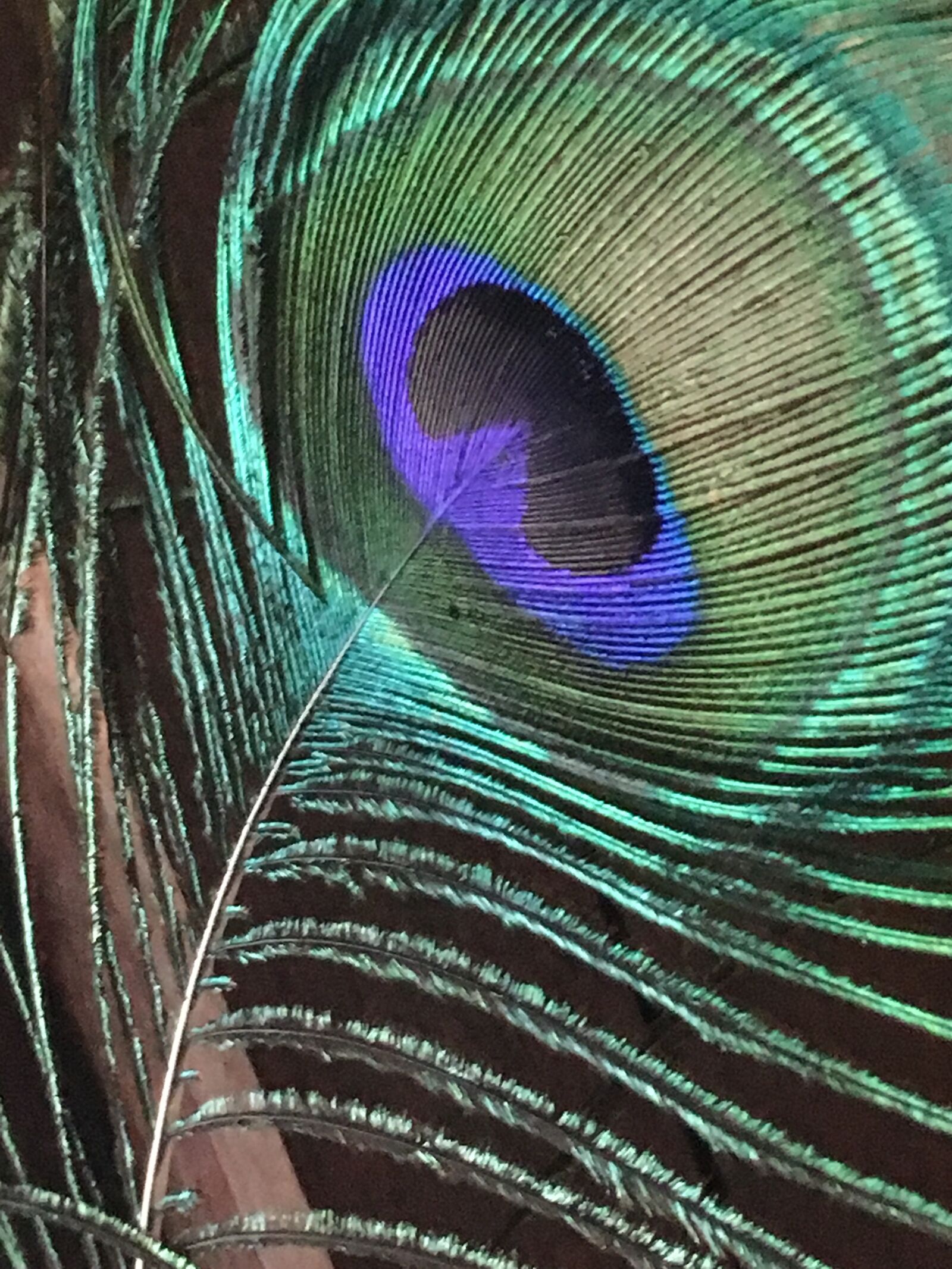 Apple iPhone 6s sample photo. Feather, peacock, peacock feather photography