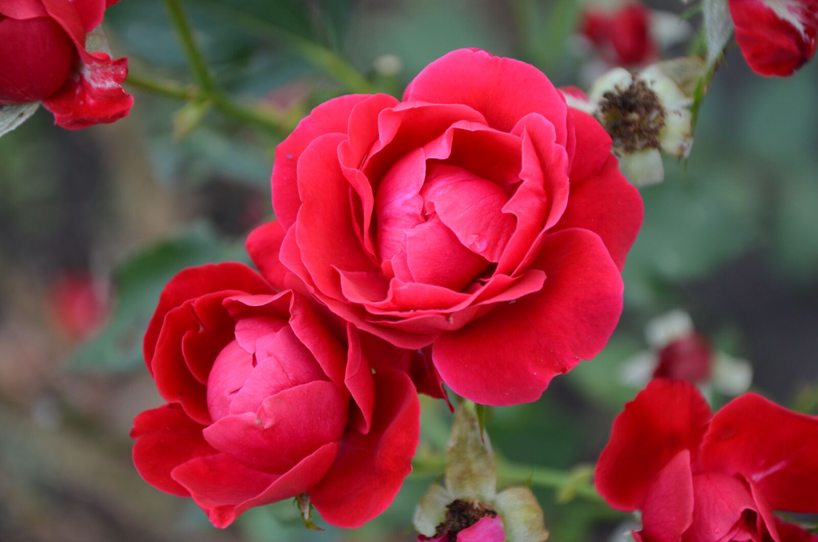 Nikon D7000 sample photo. Flower, rose, red photography