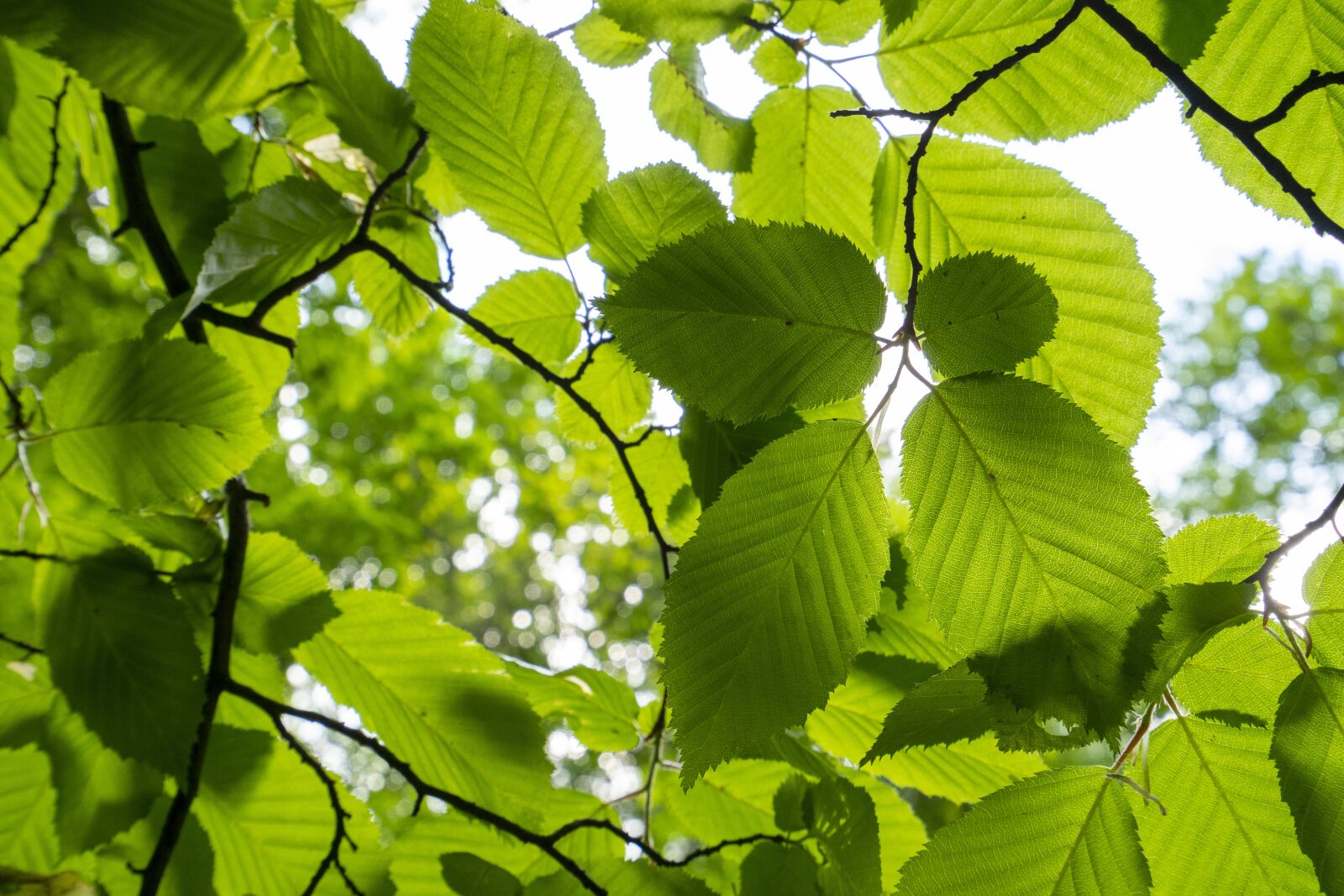 Sony Vario-Tessar T* FE 16-35mm F4 ZA OSS sample photo. Foliage, green, forest photography
