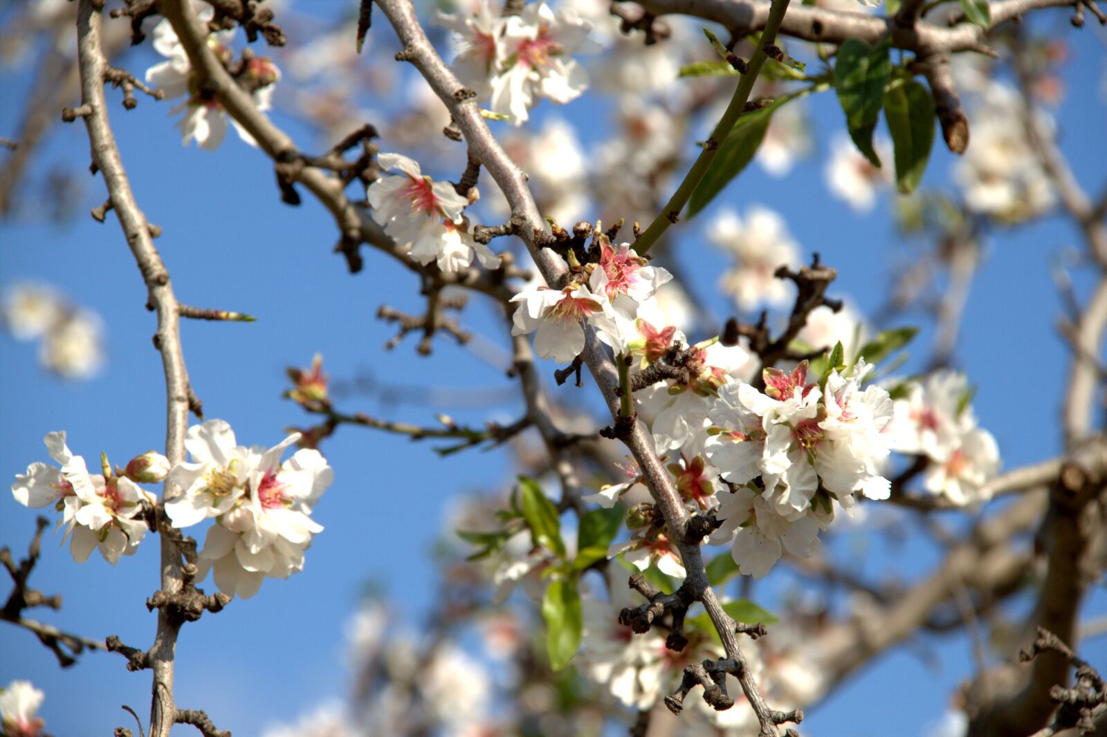 Canon EOS 500D (EOS Rebel T1i / EOS Kiss X3) sample photo. Almond blossom, tree, mallorca photography