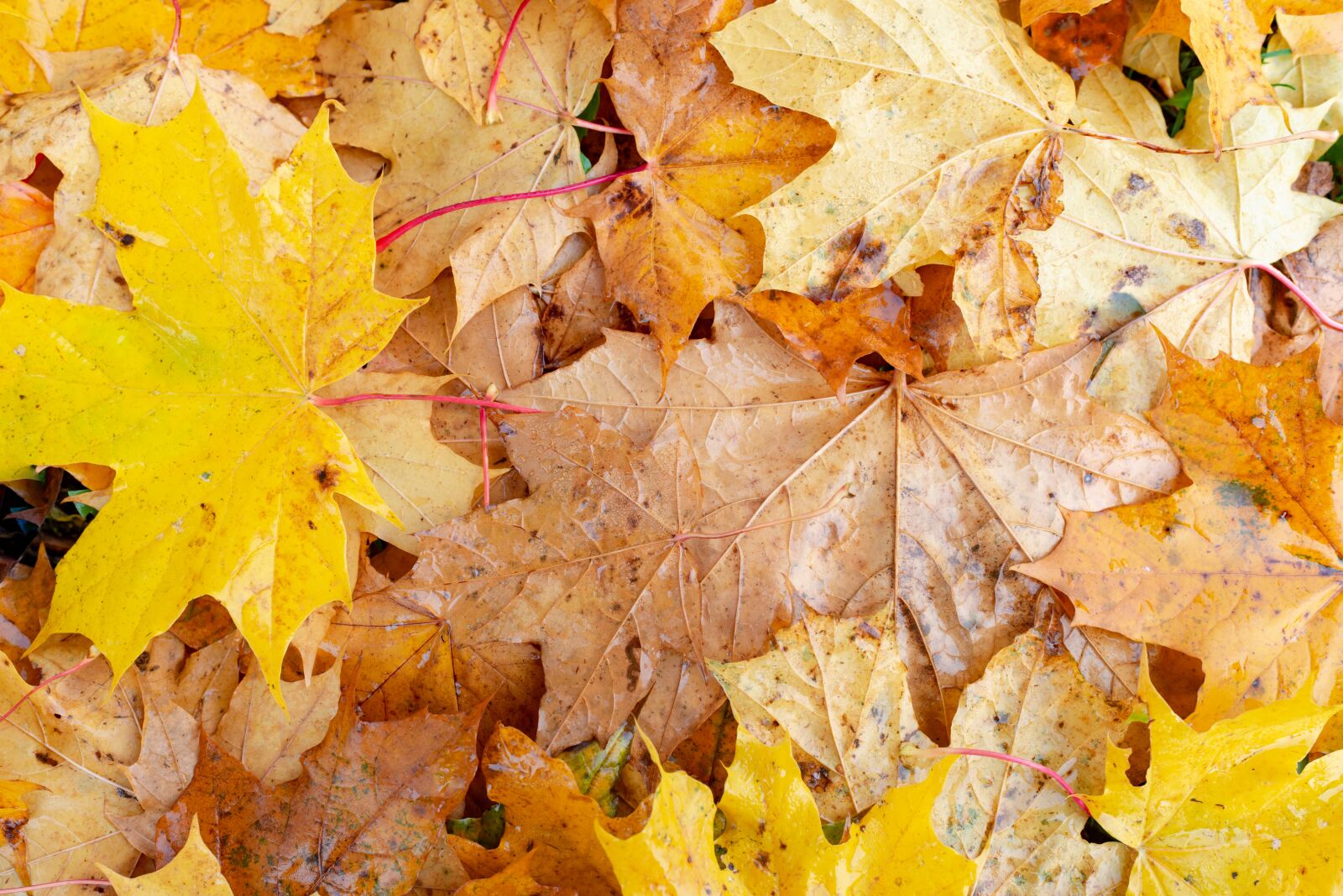 Nikon D610 sample photo. Autumn, leaf, maple photography