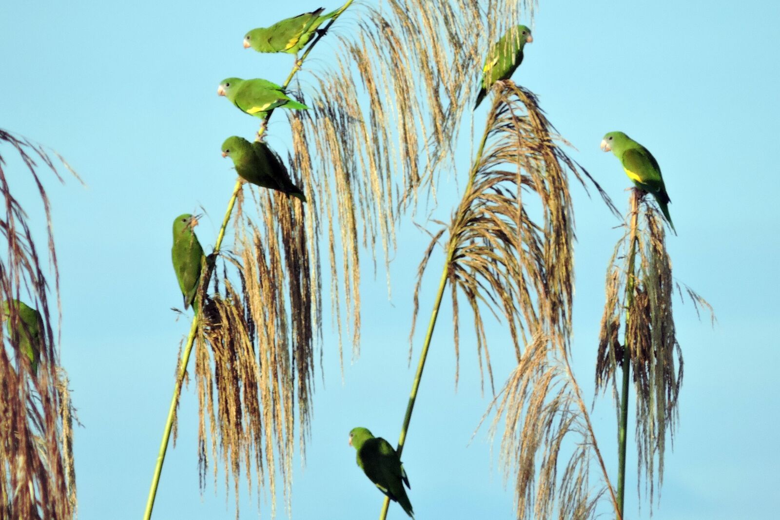 Nikon Coolpix P530 sample photo. Amazon, birds, parakeets, peru photography