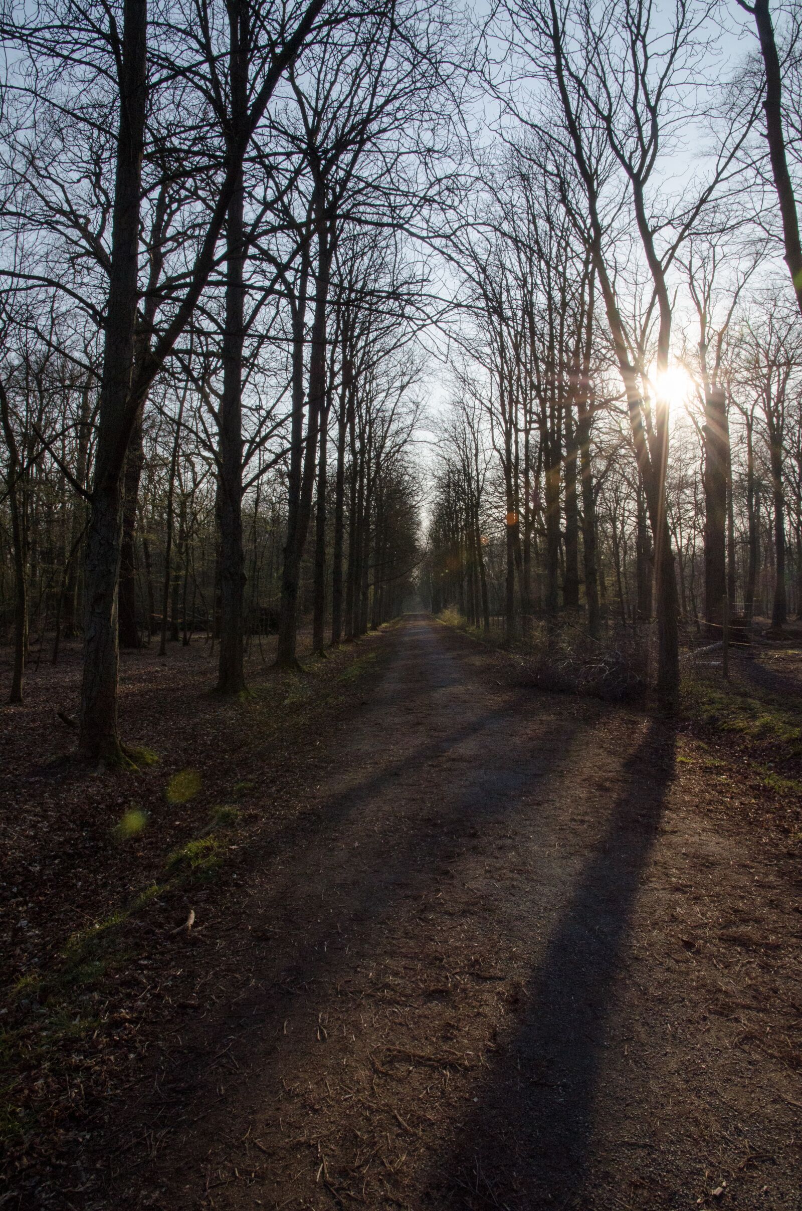 Nikon D7000 sample photo. Forest, tree, nature photography