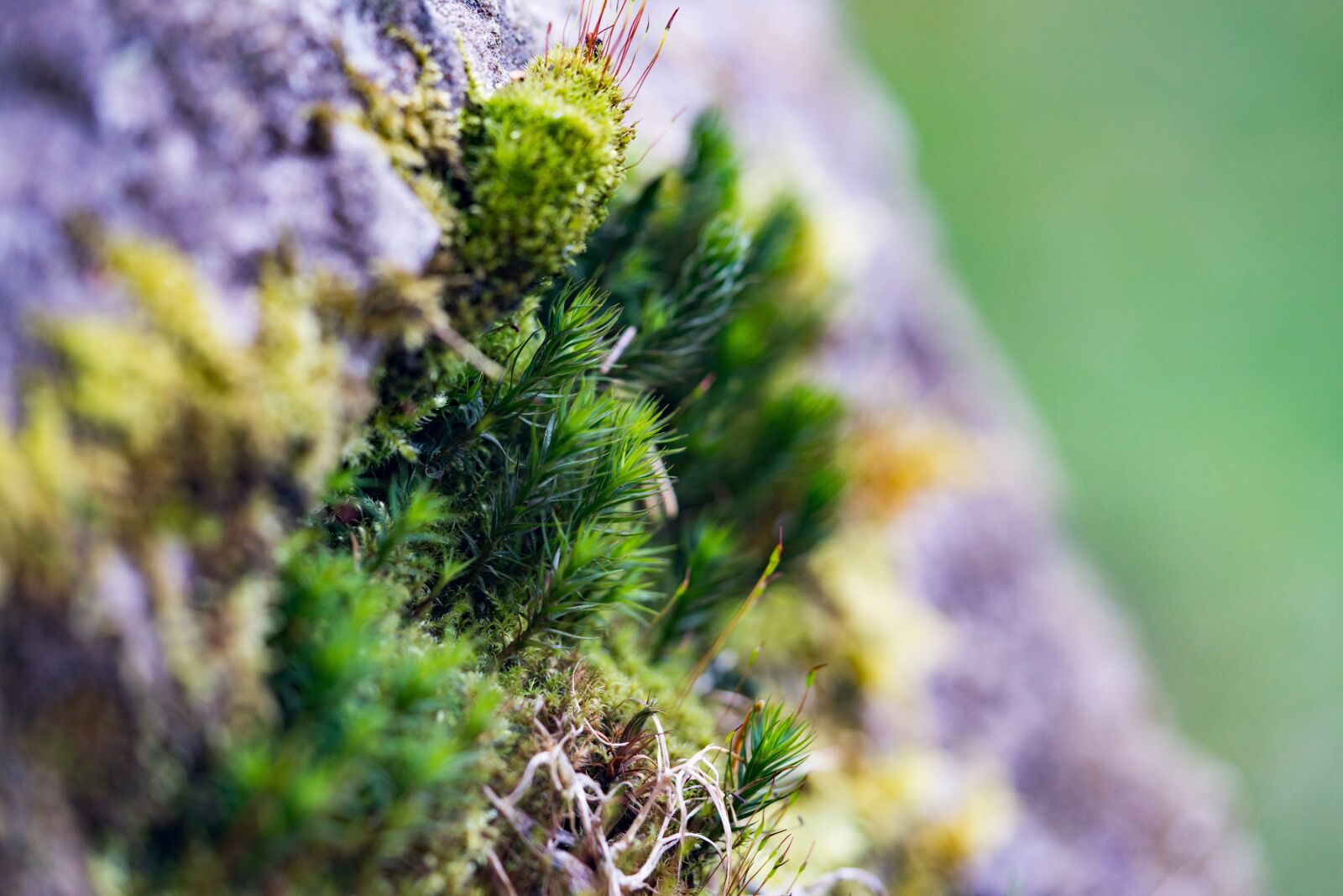 Sony a7R II + Sony FE 90mm F2.8 Macro G OSS sample photo. Moss, macro photography