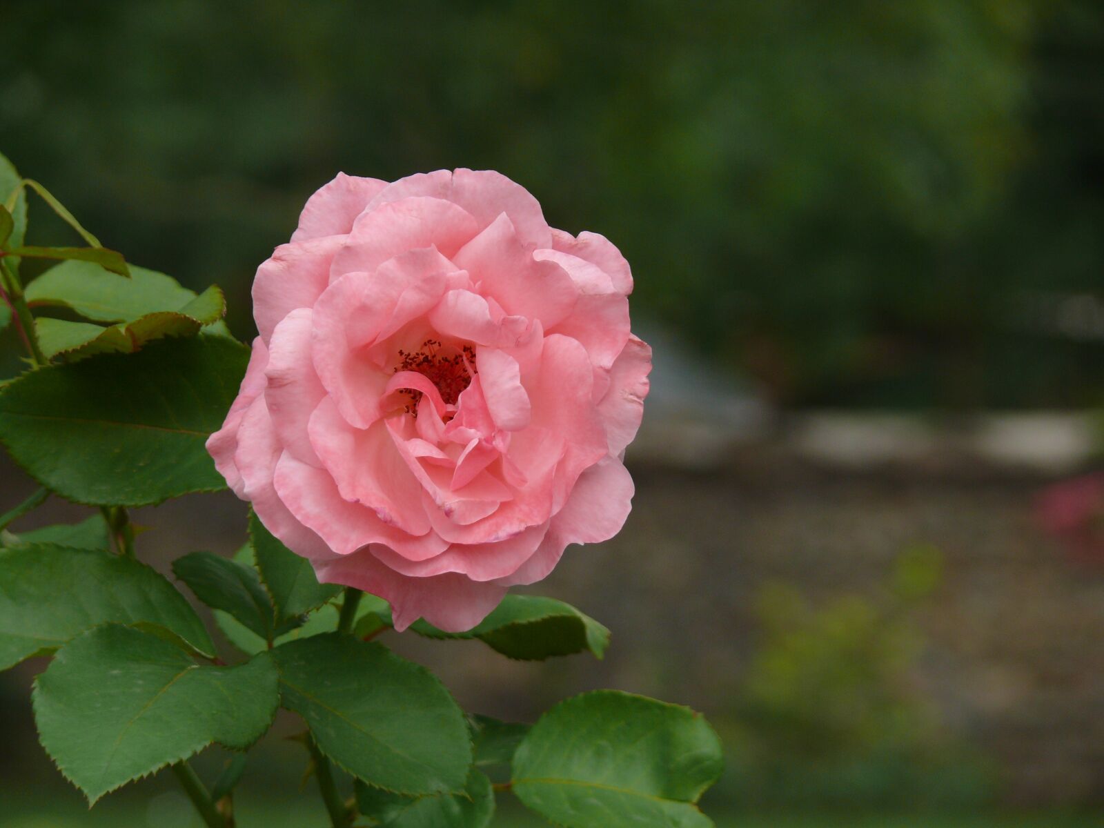 Panasonic DMC-FZ50 sample photo. Rose, garden, pink photography