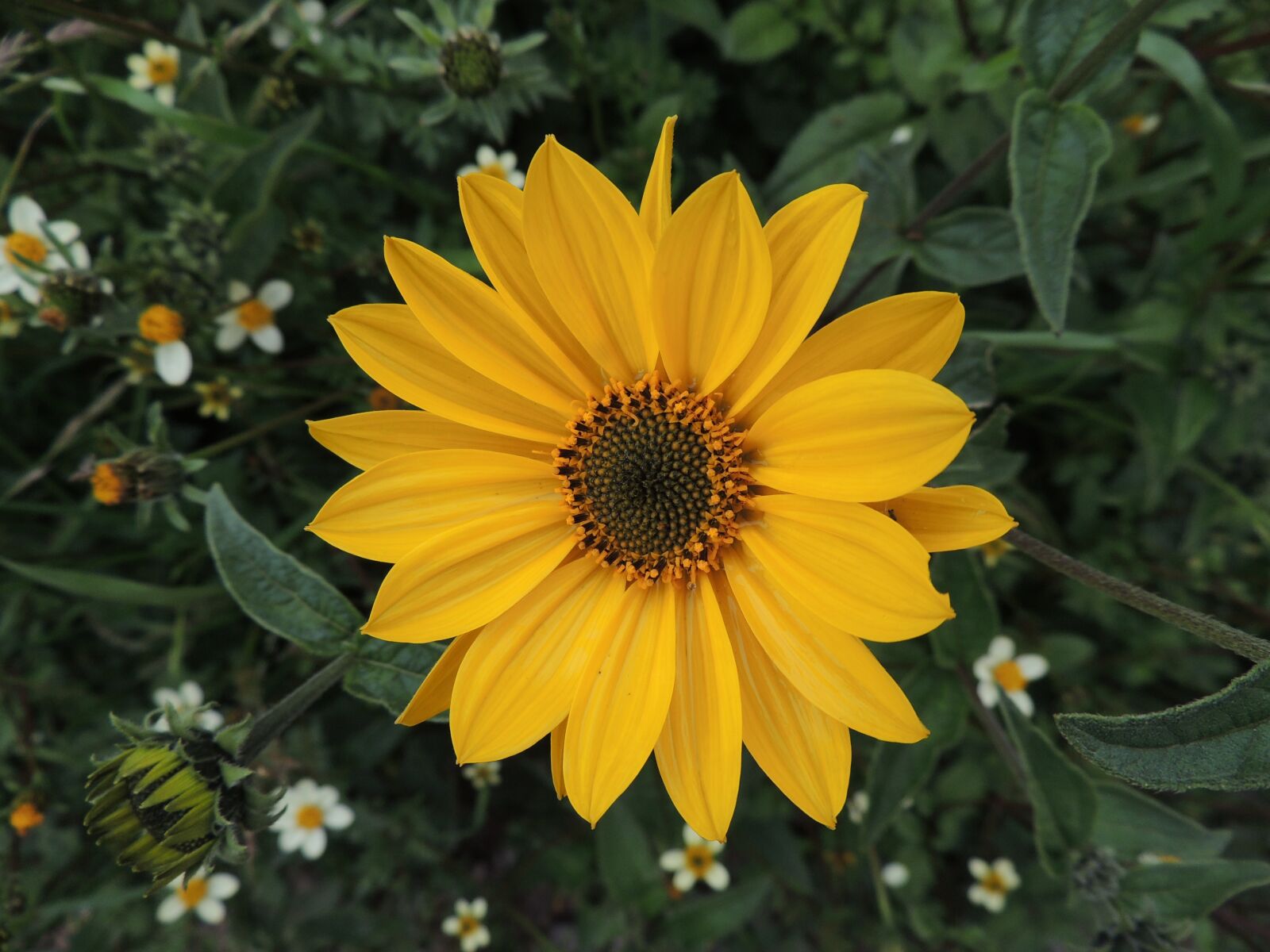 Nikon Coolpix P510 sample photo. Flower, nature, perfume photography