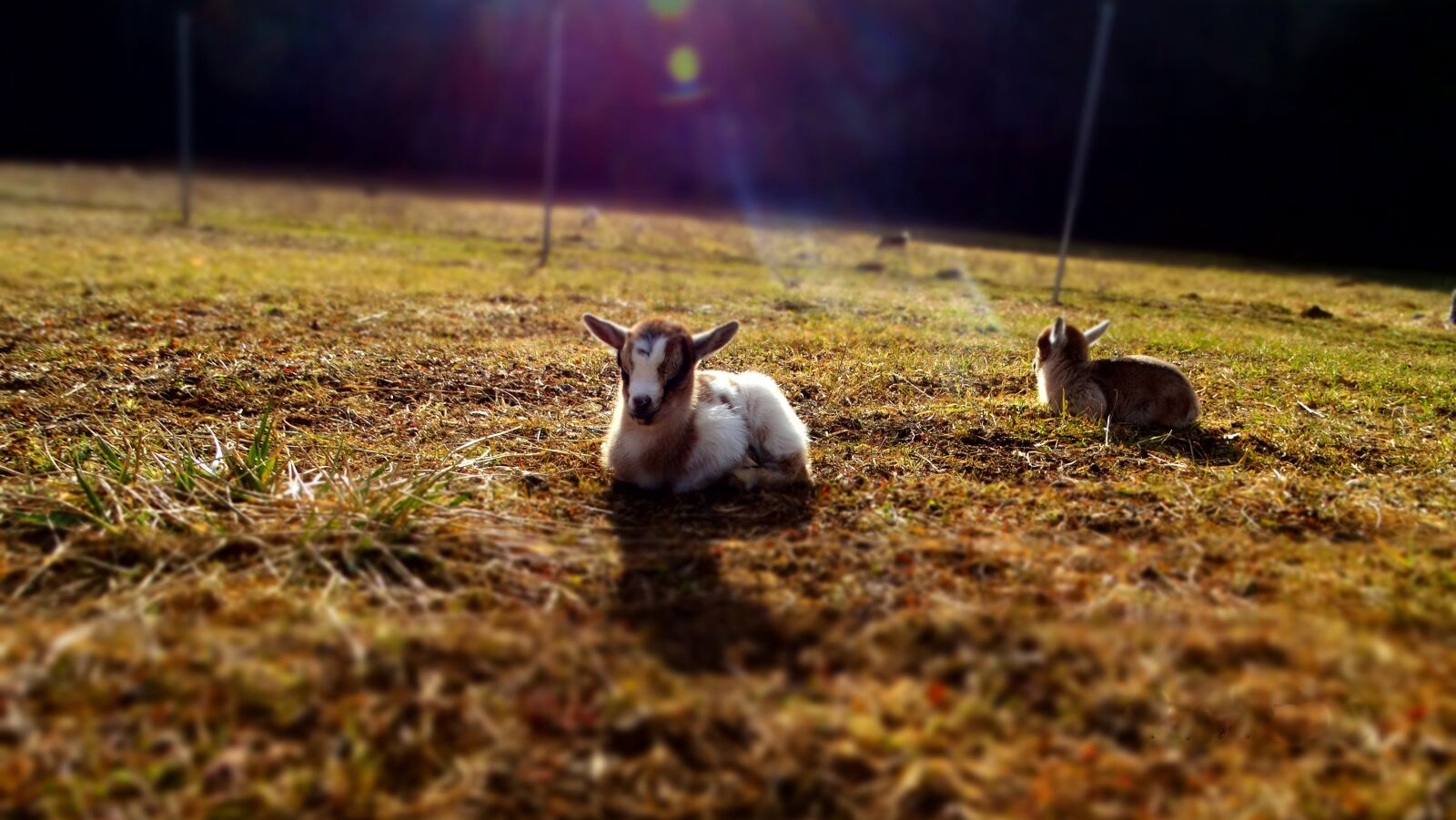 Sony Cyber-shot DSC-HX300 sample photo. Kid, goat, baby photography