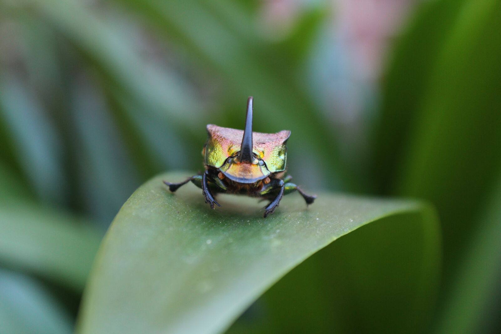 Canon EOS 1200D (EOS Rebel T5 / EOS Kiss X70 / EOS Hi) sample photo. Insect, nature, leaf photography
