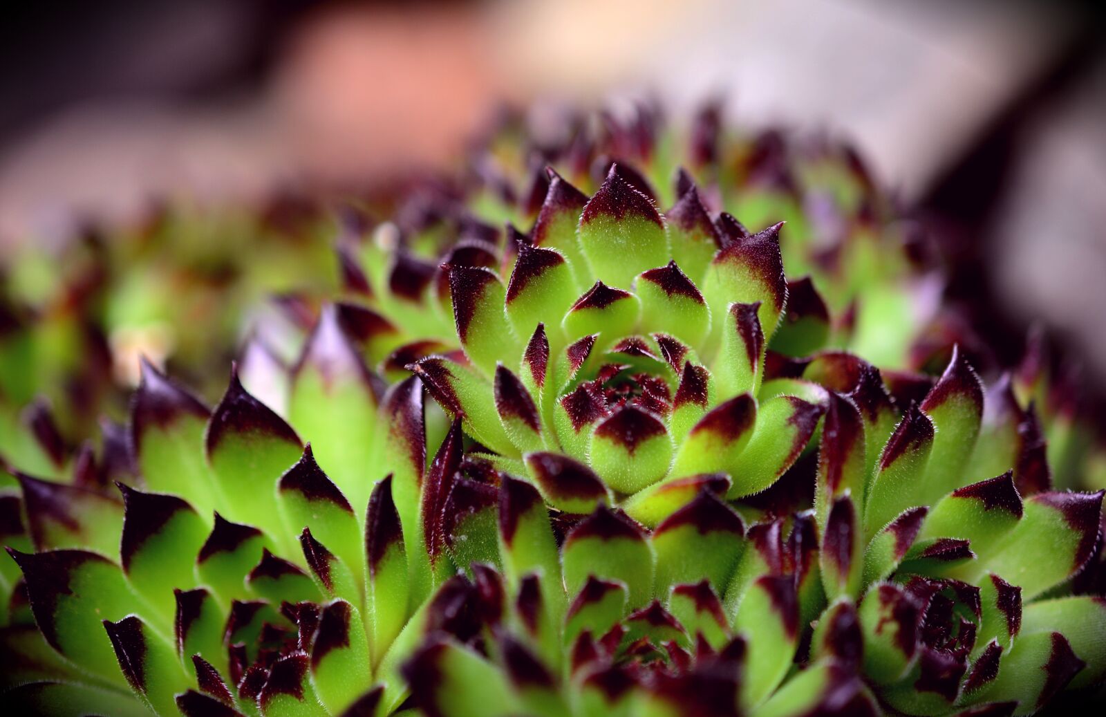 Nikon D5200 sample photo. Succulents, stone wurz, stone photography